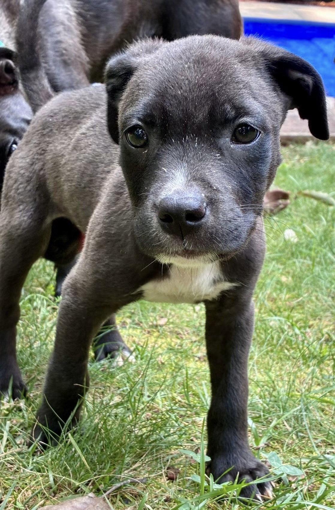 Wonder Boy, a Adoptable mixed breed in Tonawanda, NY image 3/3