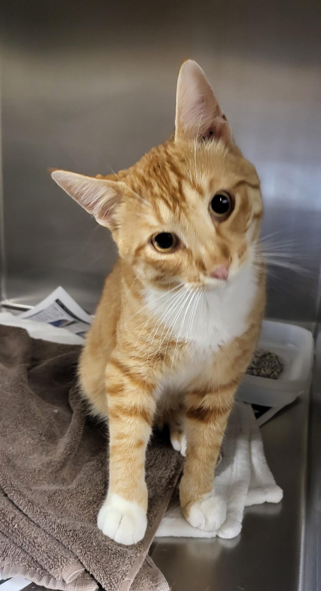 Dill, Adult Male Domestic Short Hair