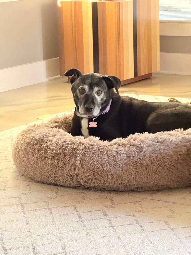 Enlarge Layla, a ADOPTABLE mixed breed in Medfield, MA image 5/6