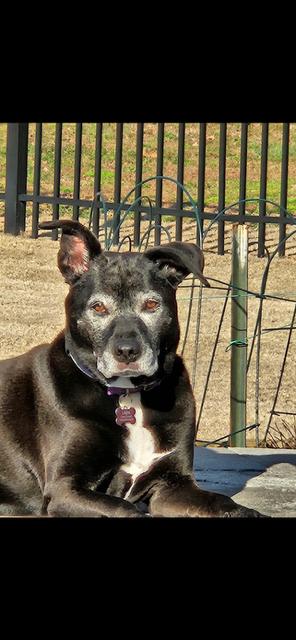 Layla, ADOPTABLE, Senior Female Labrador Retriever.
