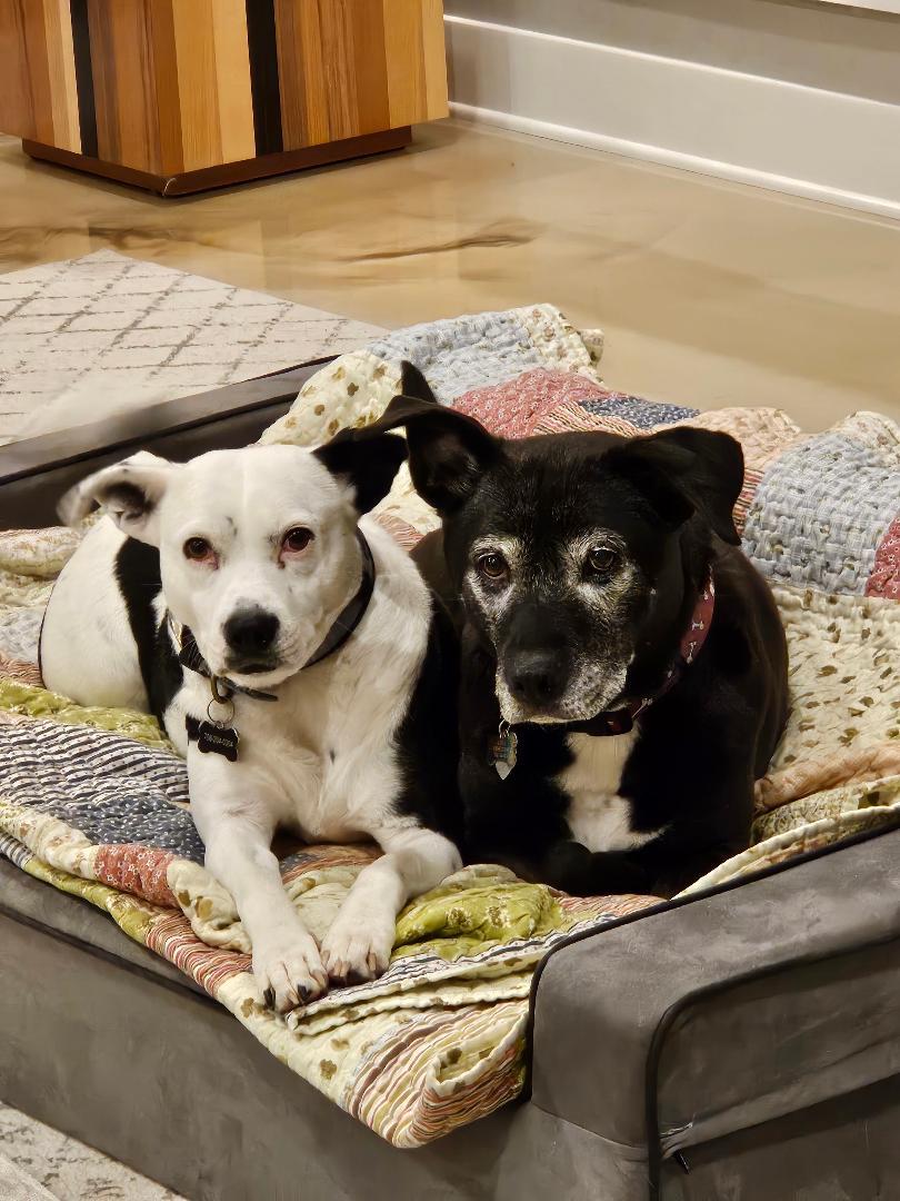 Enlarge Layla, a ADOPTABLE mixed breed in Medfield, MA image 4/6