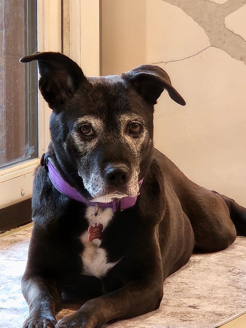 Enlarge Layla, a ADOPTABLE mixed breed in Medfield, MA image 2/6