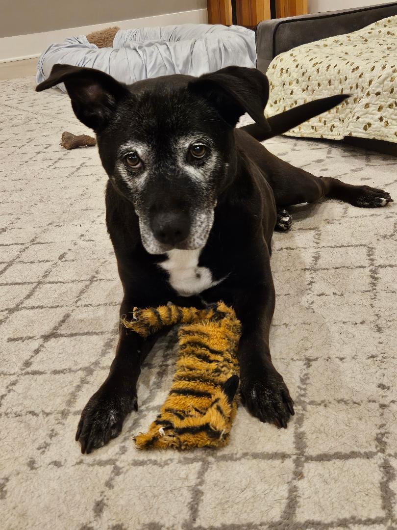 Enlarge Layla, a ADOPTABLE mixed breed in Medfield, MA image 3/6