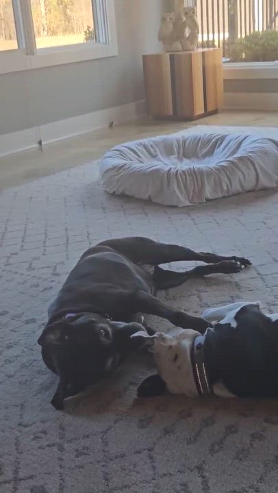 Enlarge Layla, a ADOPTABLE mixed breed in Medfield, MA video 6/6