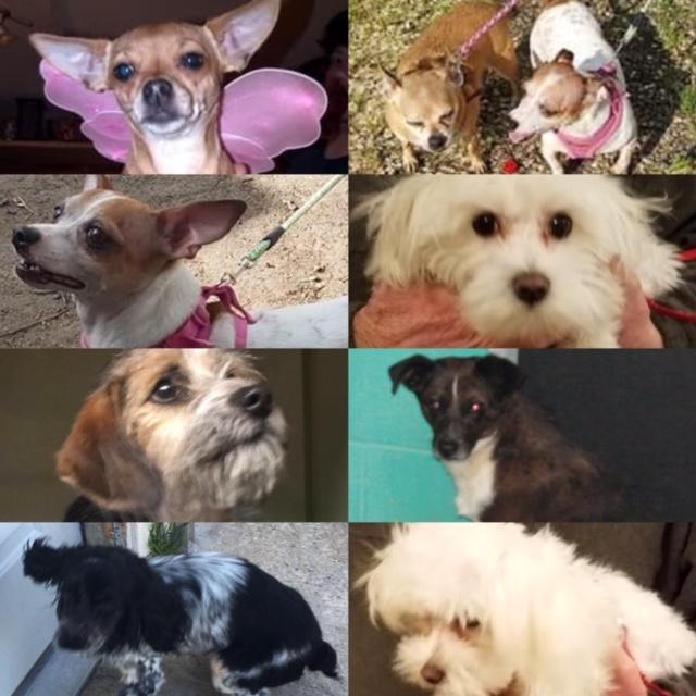 **FOSTERS NEEDED** , Adoptable, Young Male Terrier & Chihuahua.