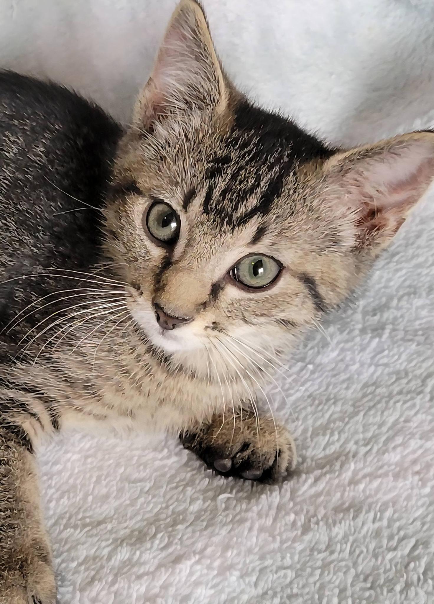 Enlarge Pywacket, a ADOPTABLE Domestic Short Hair in Gerrardstown, WV image 4/6