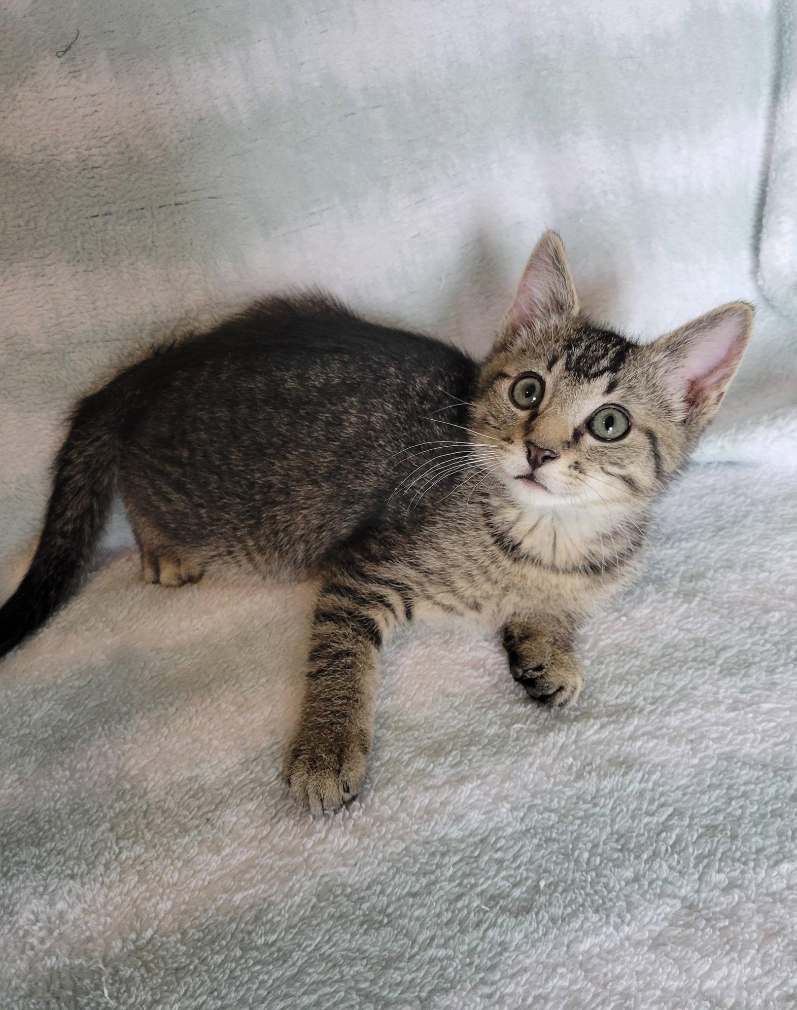 Enlarge Pywacket, a ADOPTABLE Domestic Short Hair in Gerrardstown, WV image 3/6