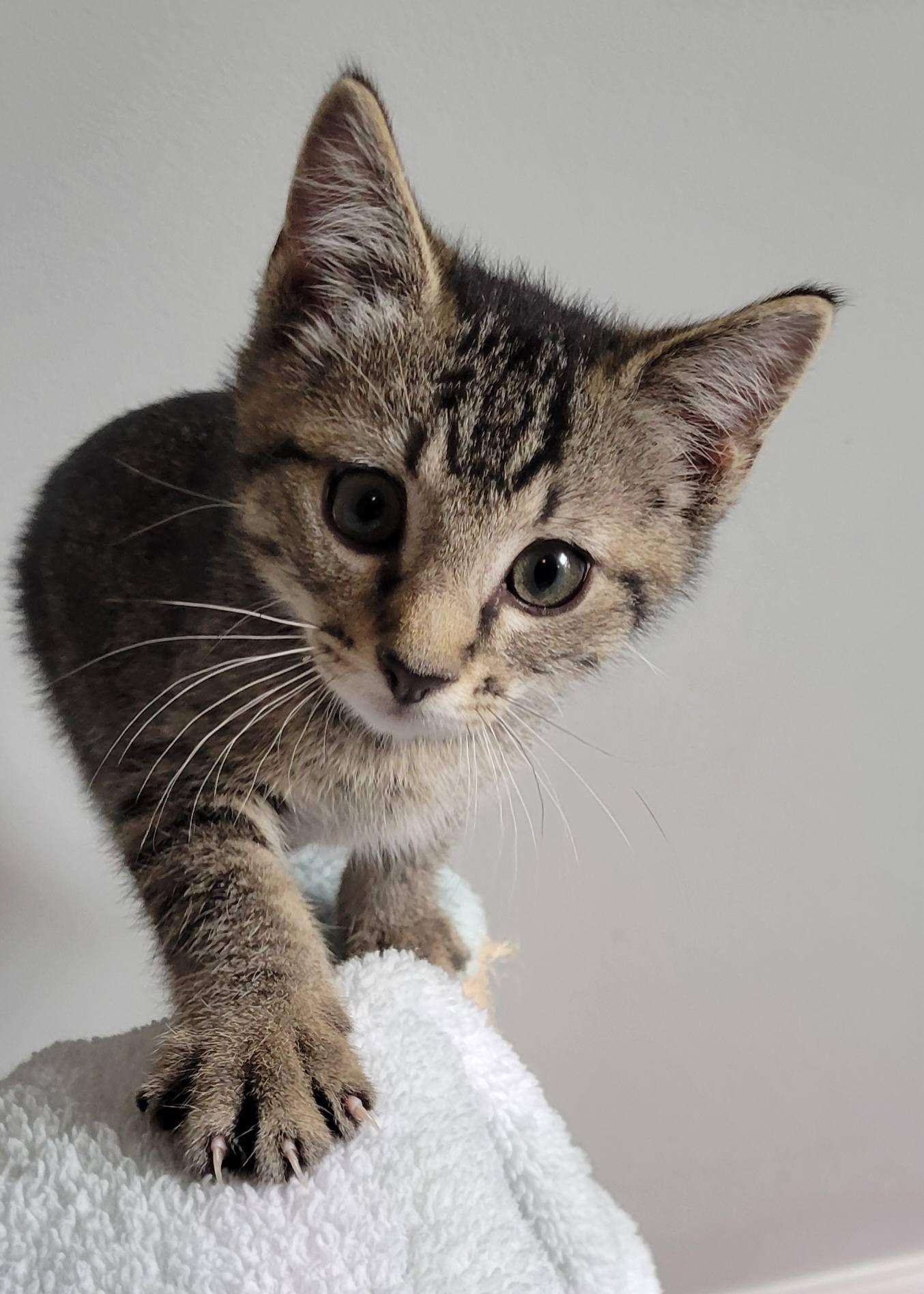 Enlarge Pywacket, a ADOPTABLE Domestic Short Hair in Gerrardstown, WV image 2/6