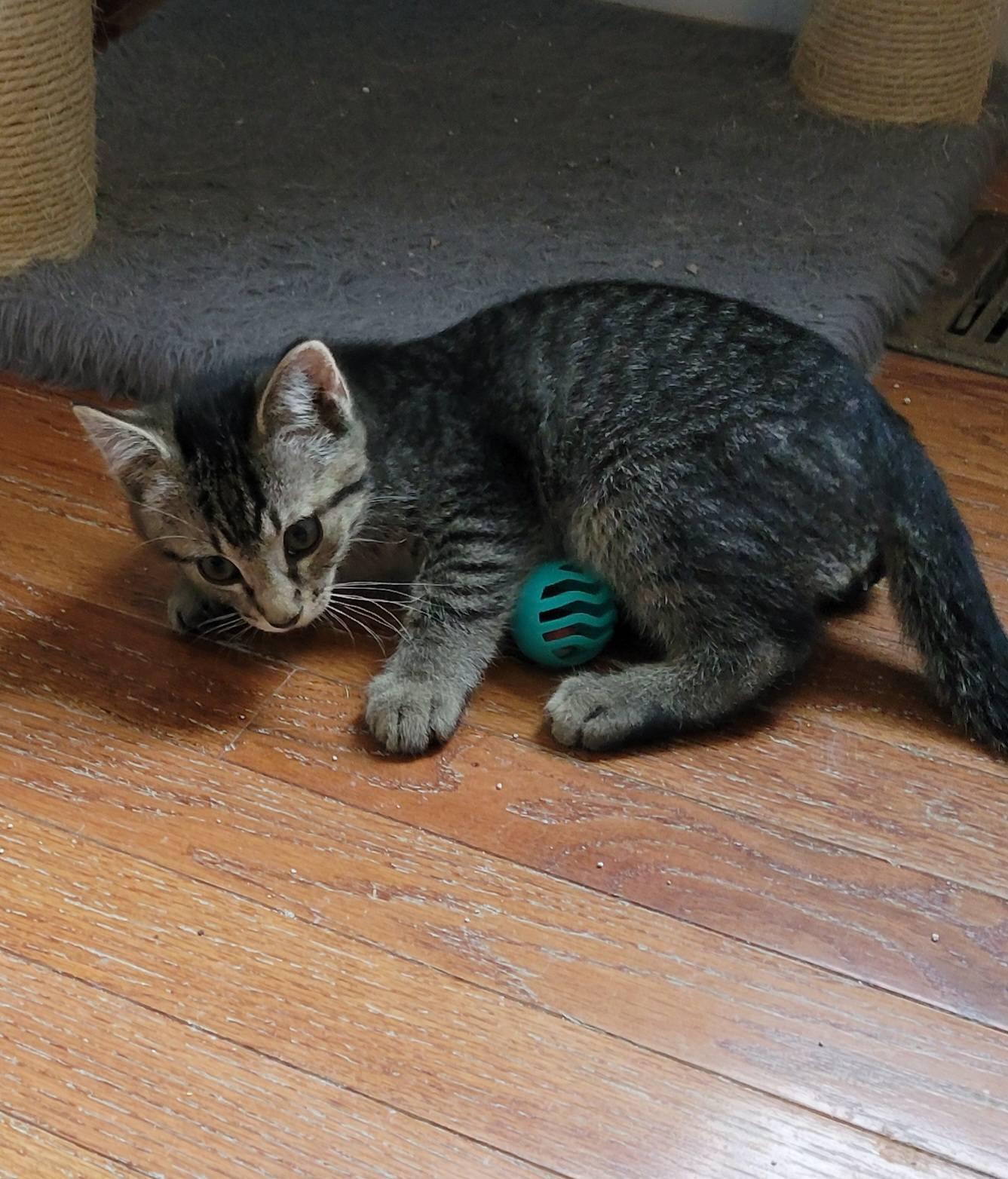 Enlarge Pywacket, a ADOPTABLE Domestic Short Hair in Gerrardstown, WV image 6/6