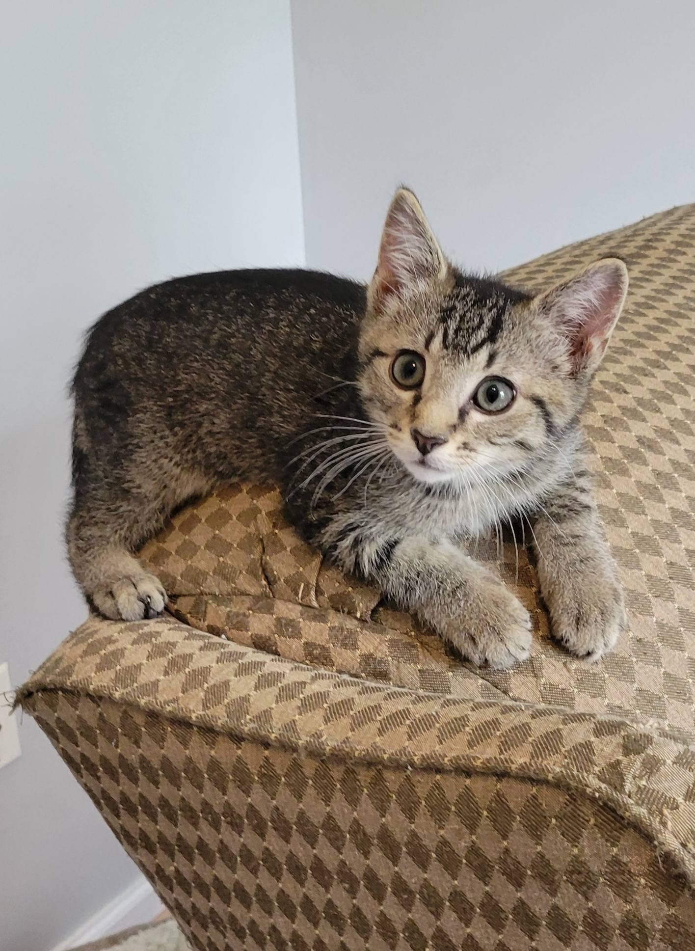 Enlarge Pywacket, a ADOPTABLE Domestic Short Hair in Gerrardstown, WV image 5/6