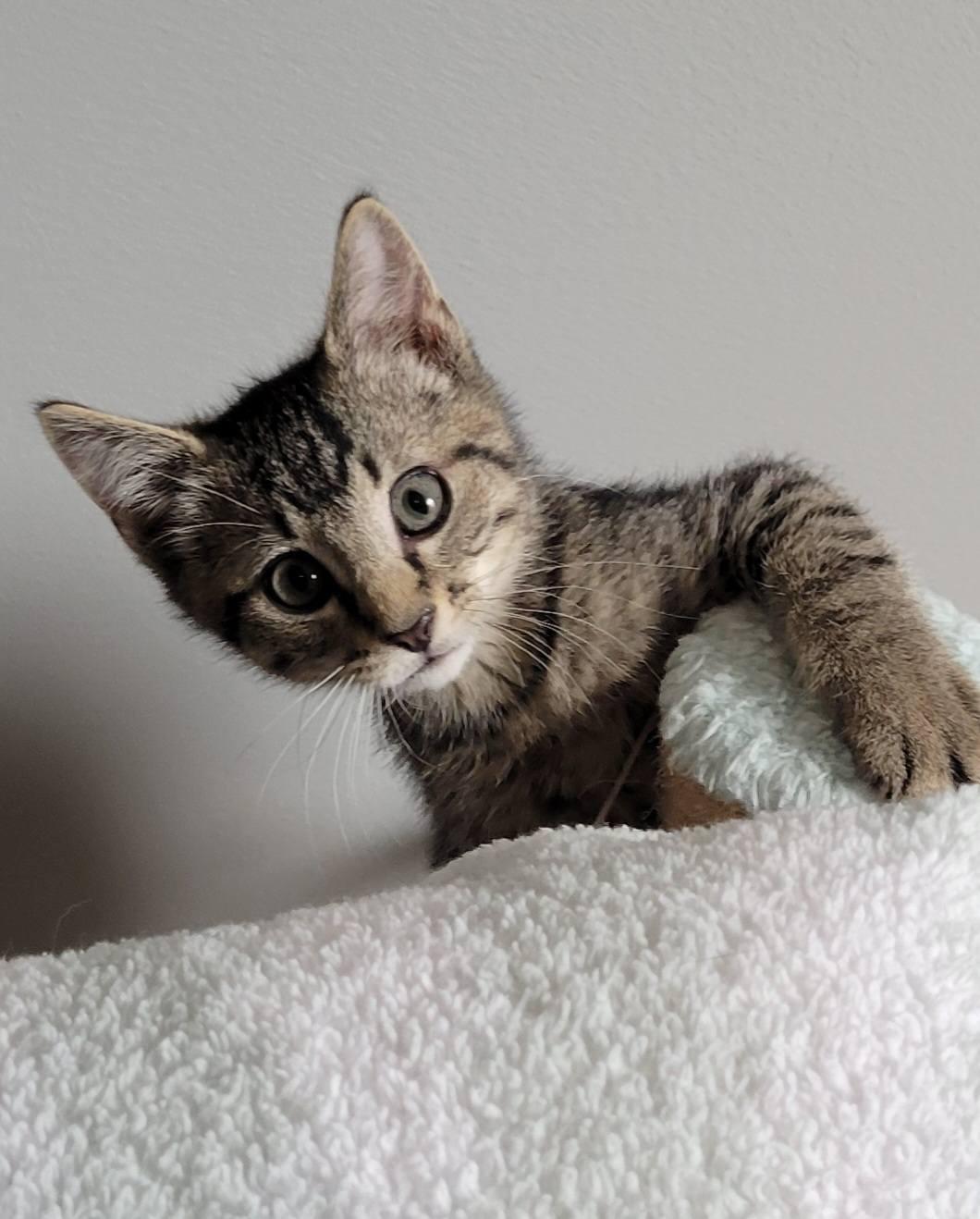 Pywacket, ADOPTABLE, Kitten Male Domestic Short Hair.