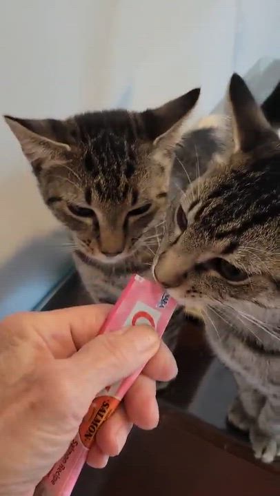 Enlarge Pywacket, a ADOPTABLE Domestic Short Hair in Gerrardstown, WV video 2/6
