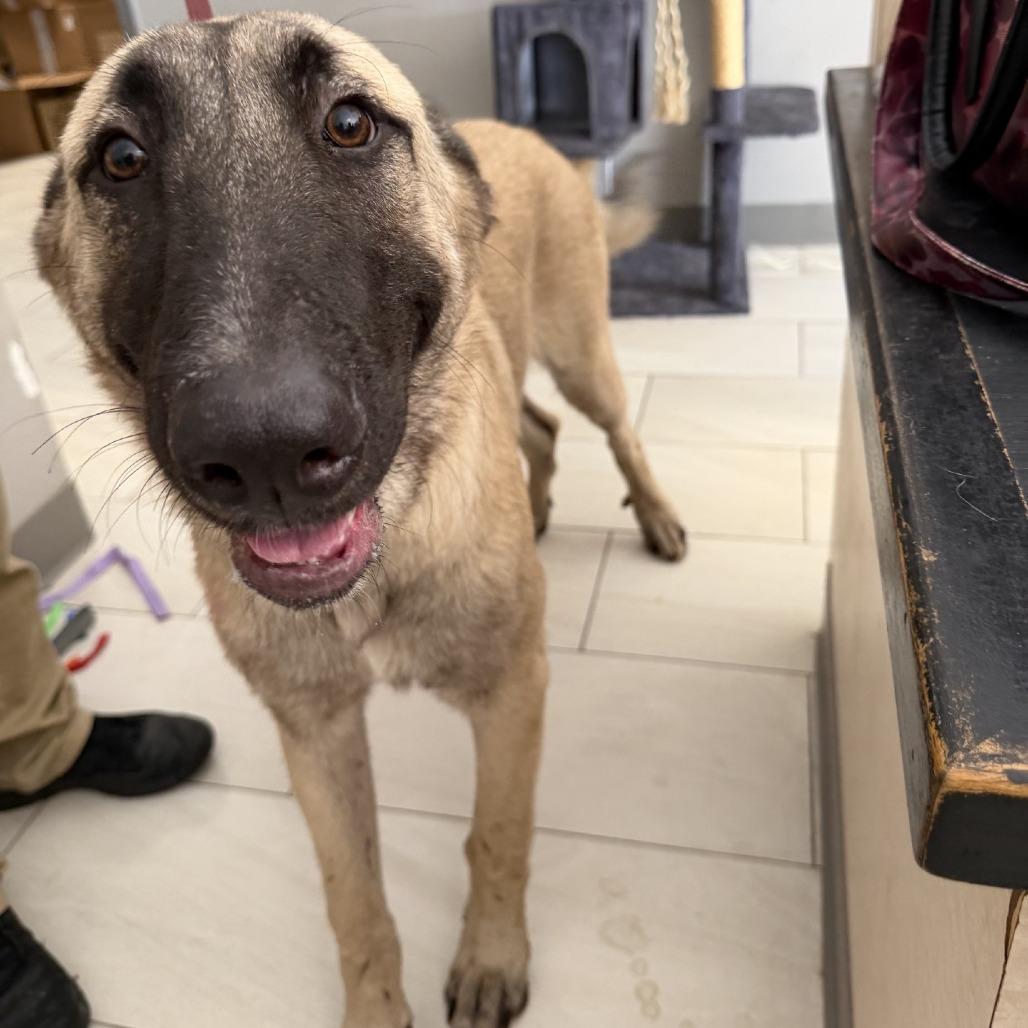 Nas, Adoptable, Young Male German Shepherd Dog.