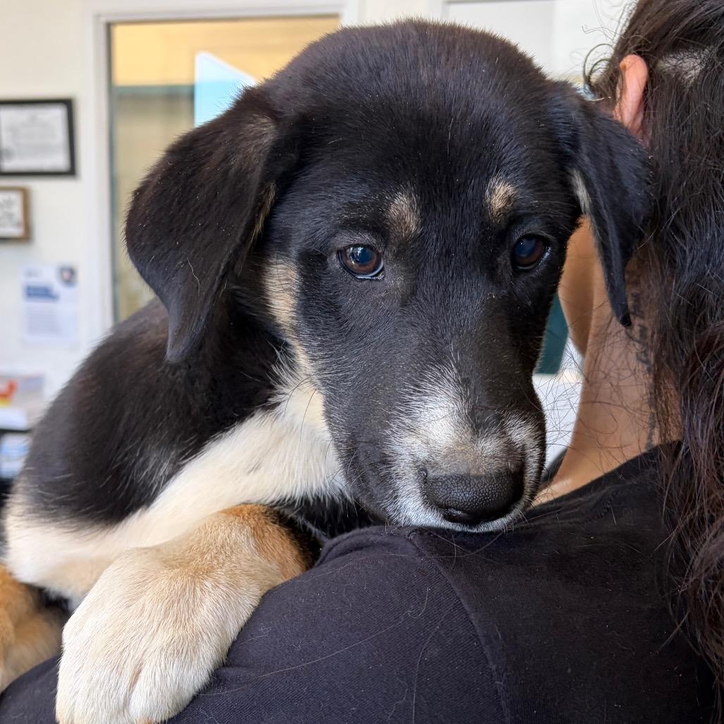 Furby, Adoptable, Puppy Male Shepherd & Mixed Breed.