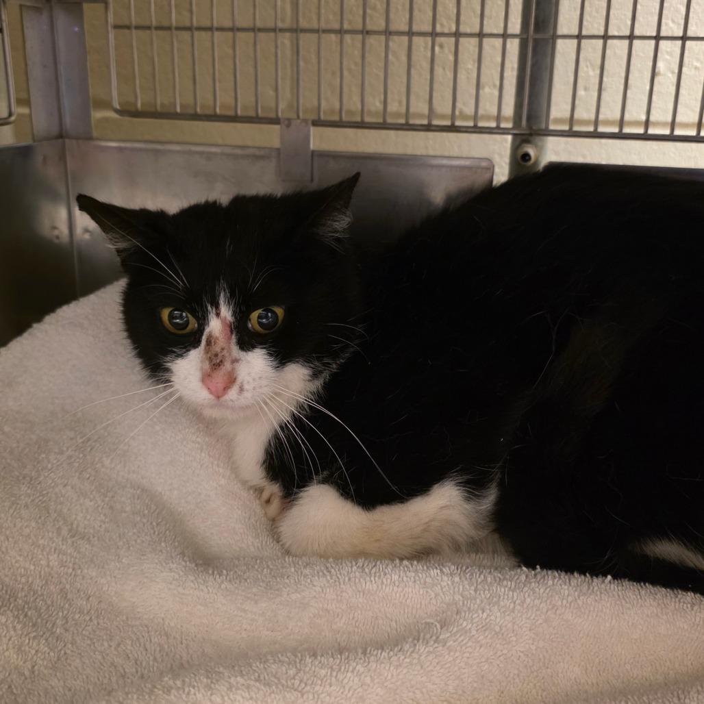 Shy Guy, Adoptable, Young Male Domestic Short Hair.