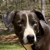 Moo Moo, a Adoptable mixed breed in Landrum, SC image 1/13