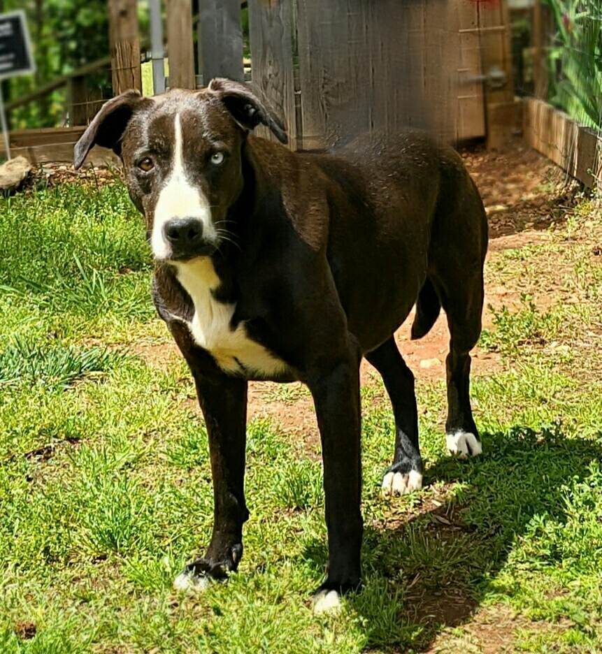 Moo Moo, a Adoptable mixed breed in Landrum, SC image 2/13