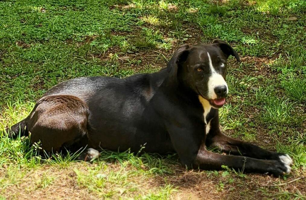 Moo Moo, a Adoptable mixed breed in Landrum, SC image 3/13