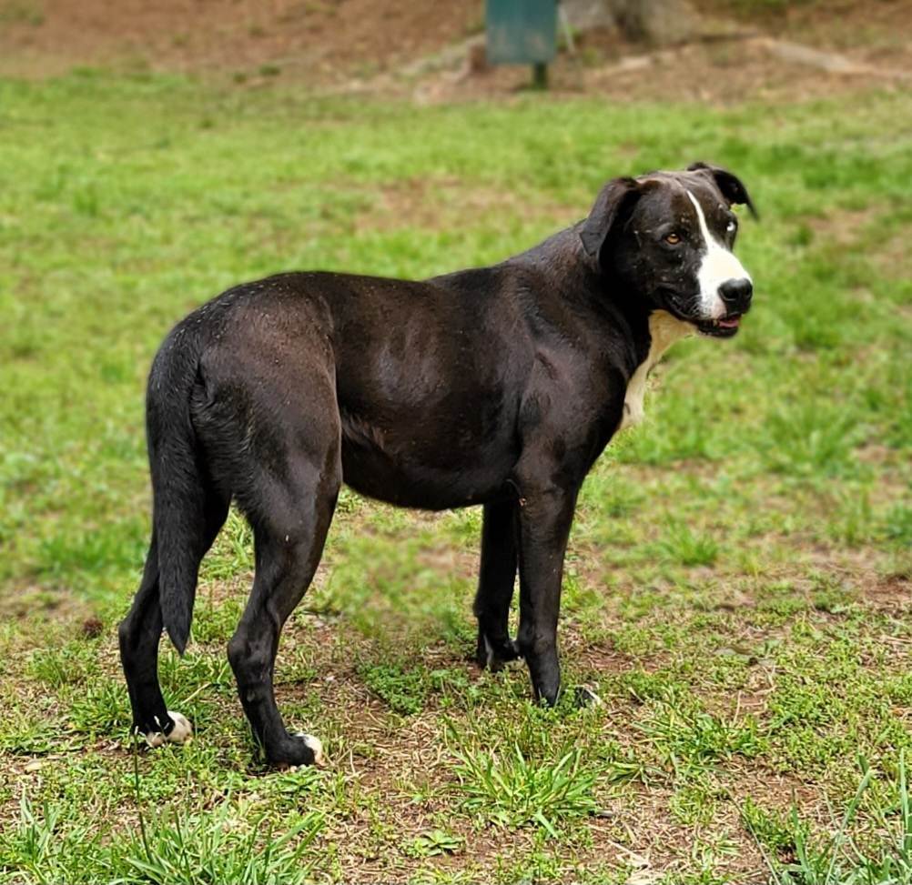 Moo Moo, a Adoptable mixed breed in Landrum, SC image 4/13