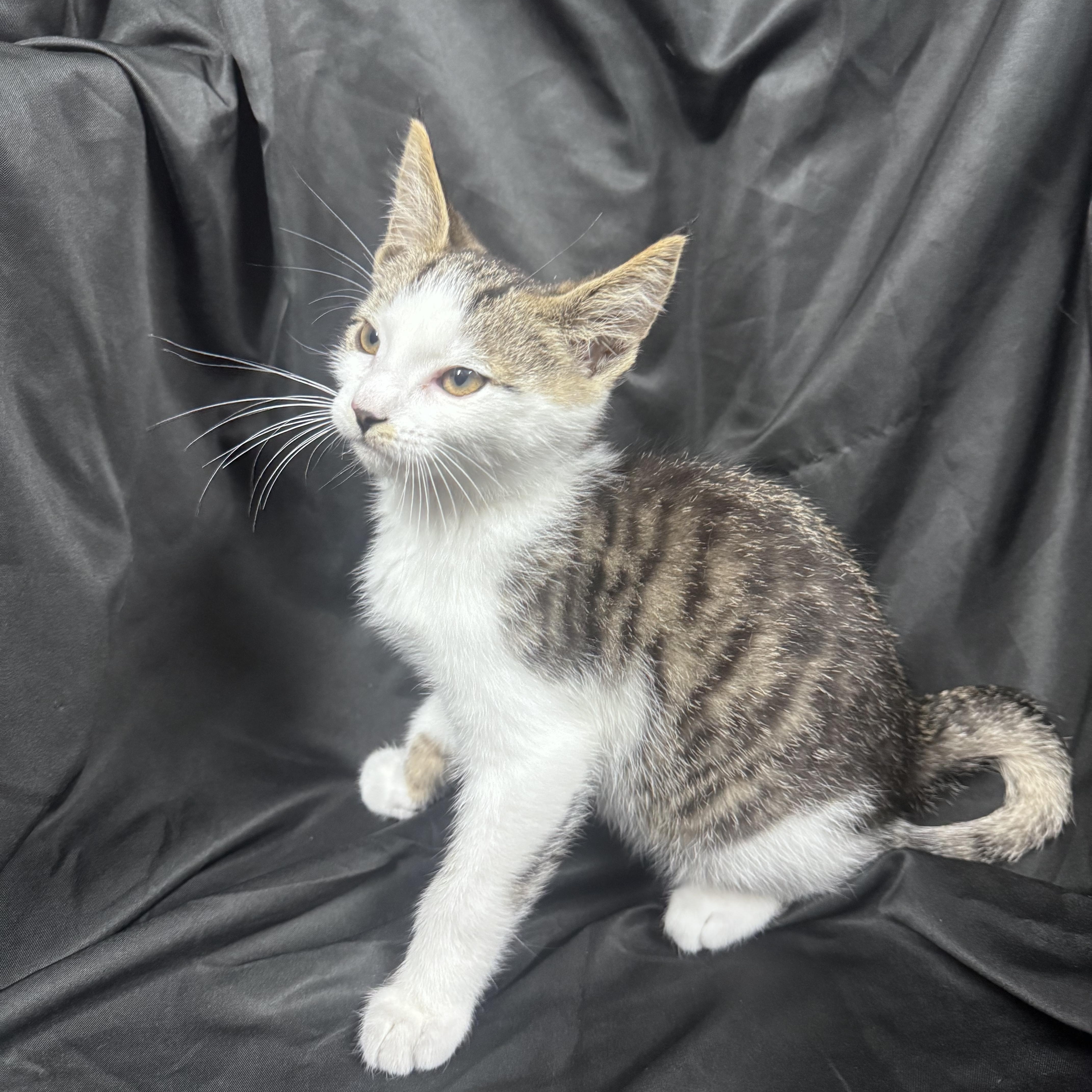 Bruno, a ADOPTABLE Domestic Short Hair in Pottsville, PA image 1/3