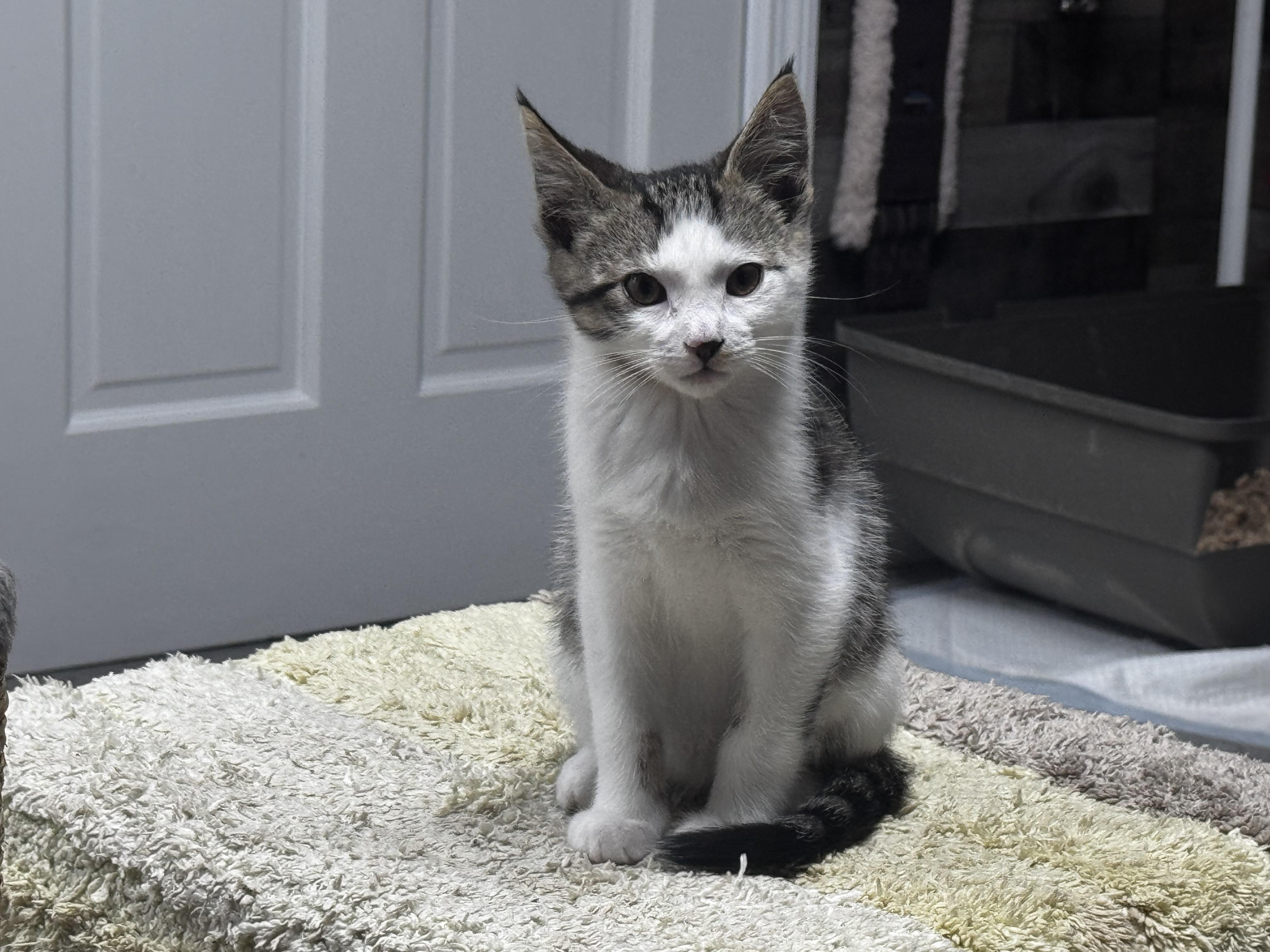 Bruno, a ADOPTABLE Domestic Short Hair in Pottsville, PA image 2/3