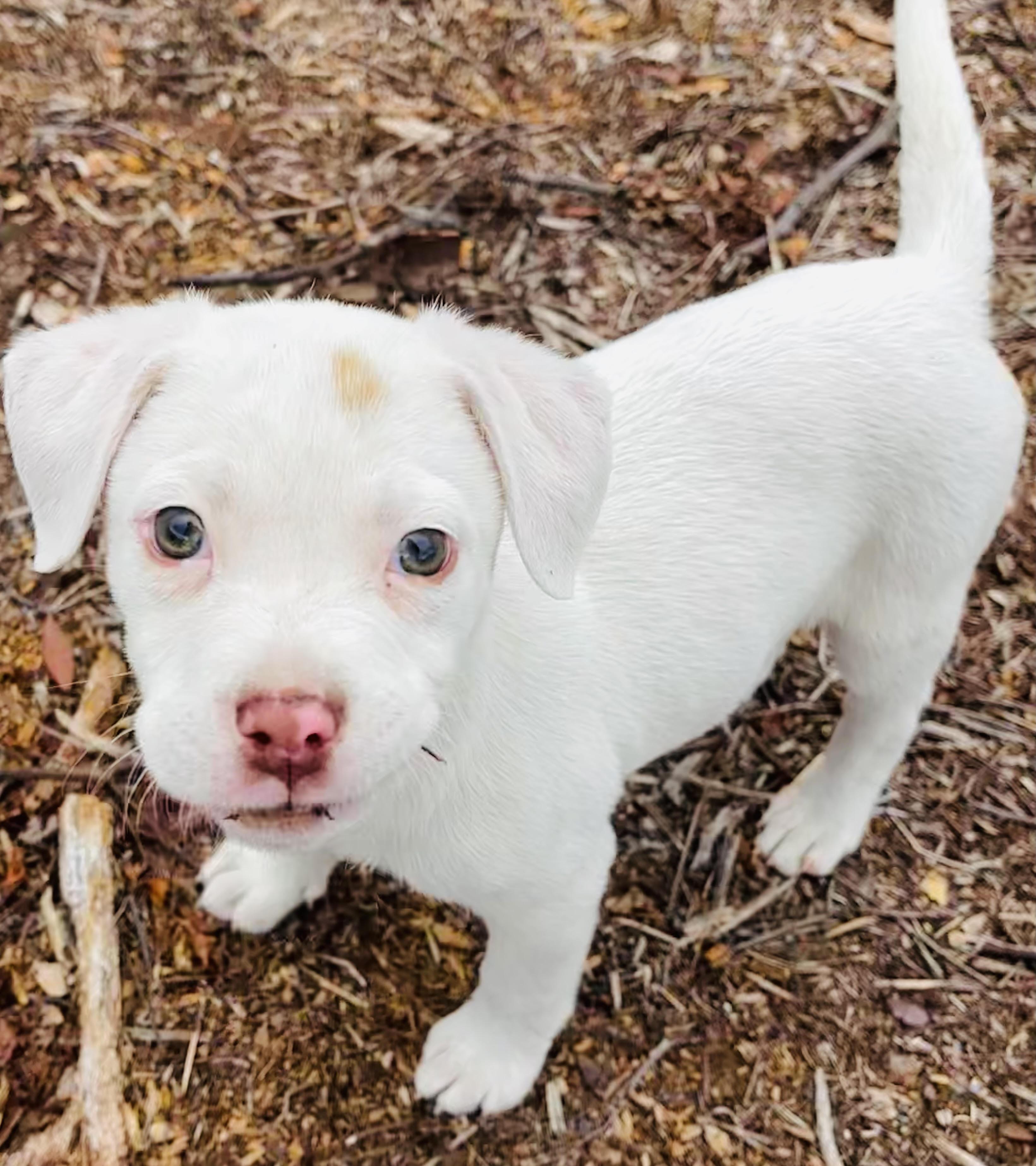 PEARL, ADOPTABLE, Puppy Female American Bulldog & Hound.