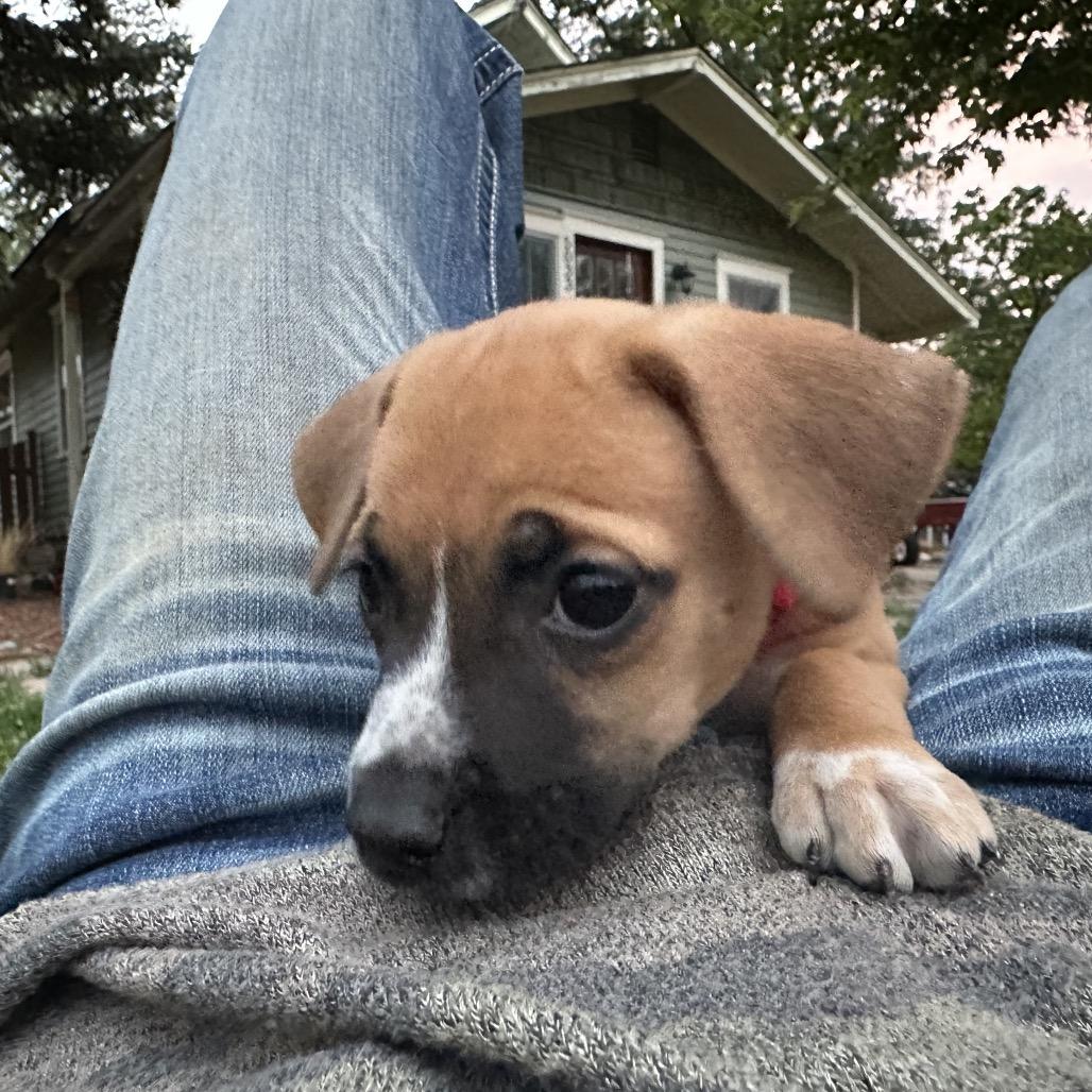 Goggles, a Adoptable mixed breed in Fort Collins, CO image 1/6
