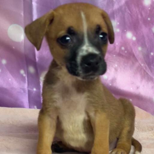 Goggles, a Adoptable mixed breed in Fort Collins, CO image 3/6