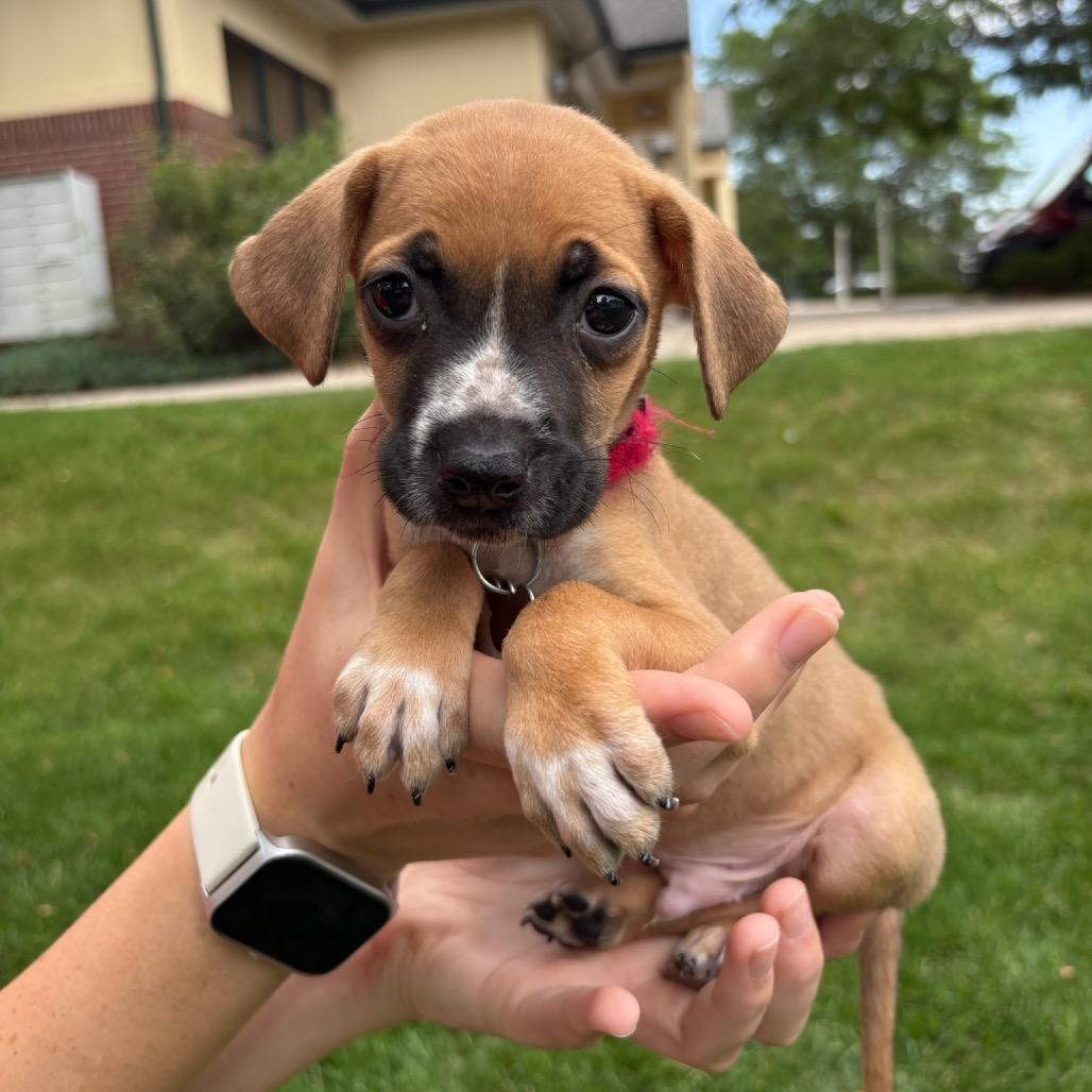 Goggles, a Adoptable mixed breed in Fort Collins, CO image 5/6