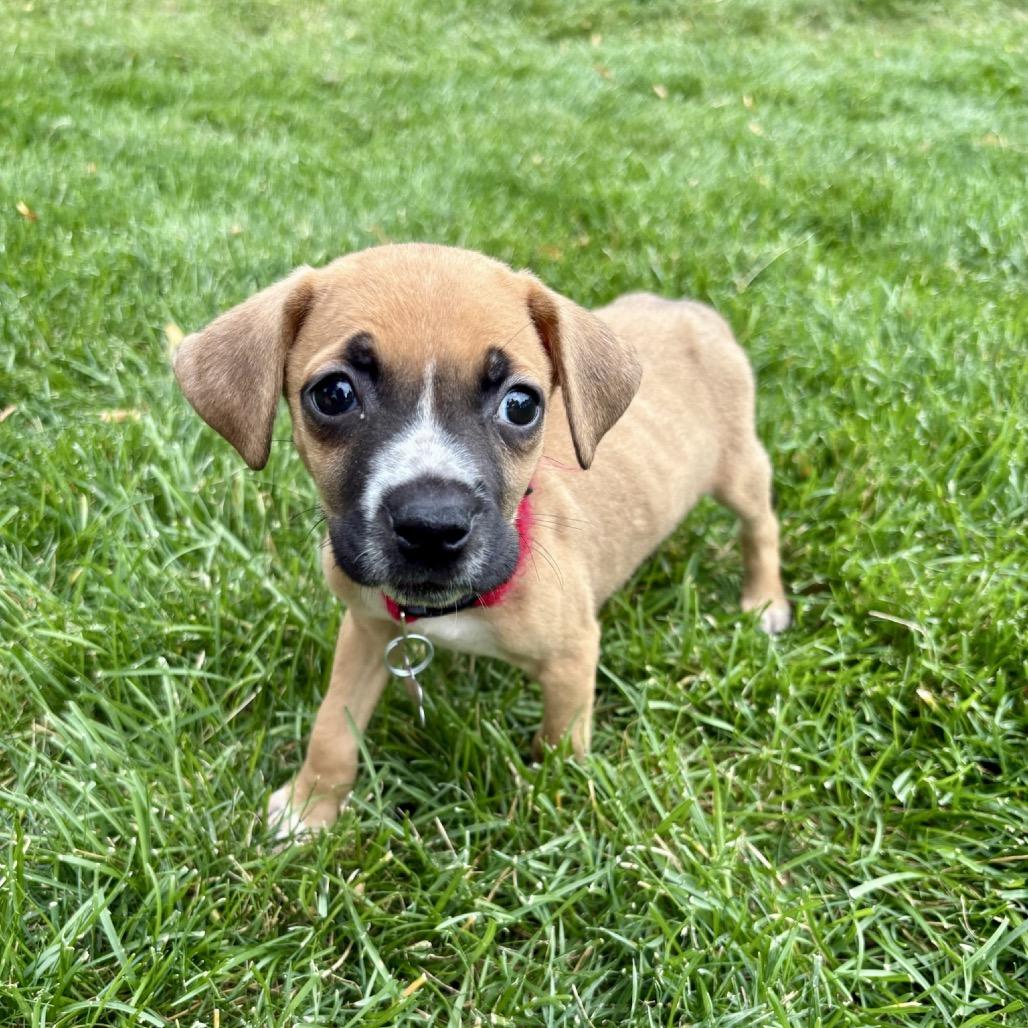 Goggles, a Adoptable mixed breed in Fort Collins, CO image 6/6