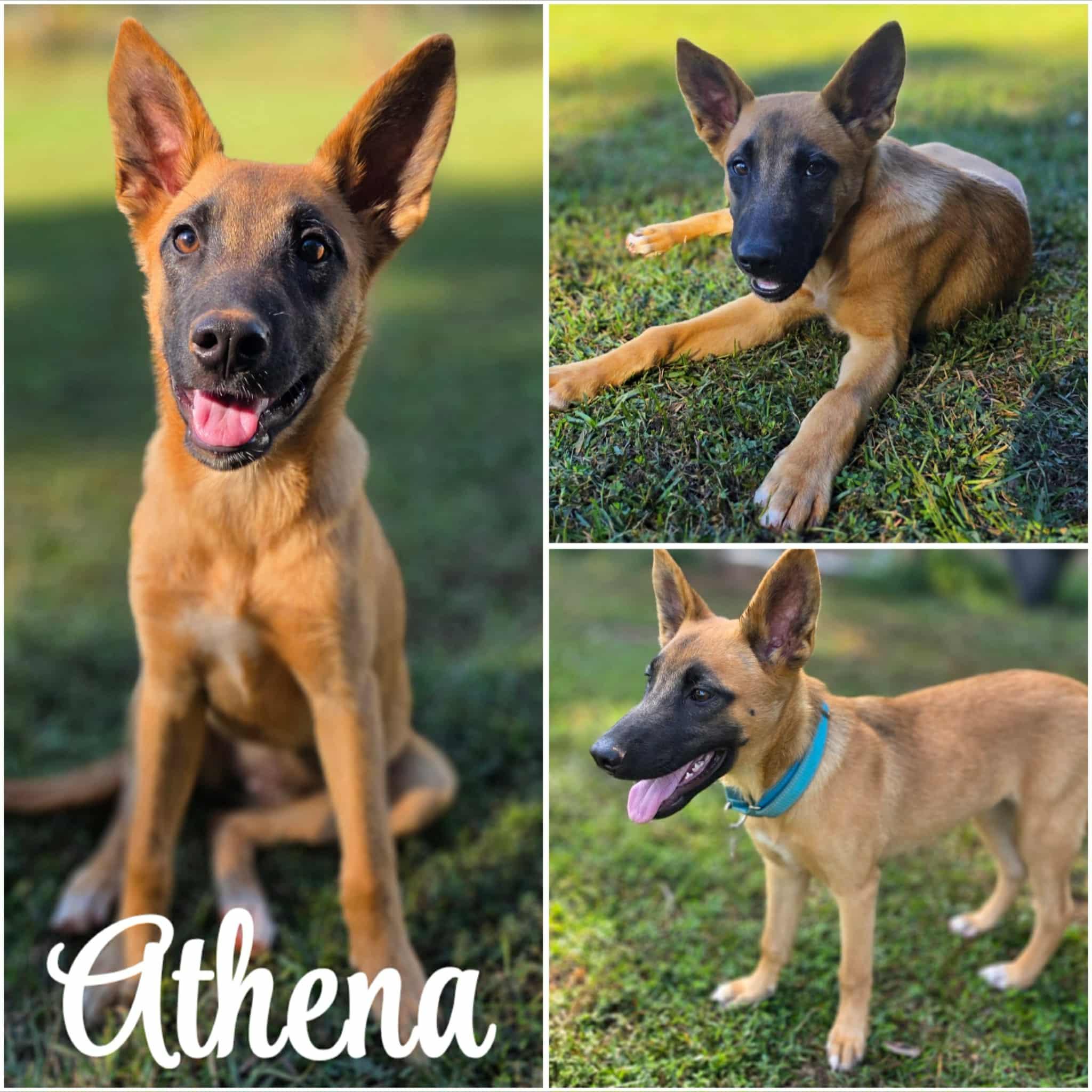 Athena