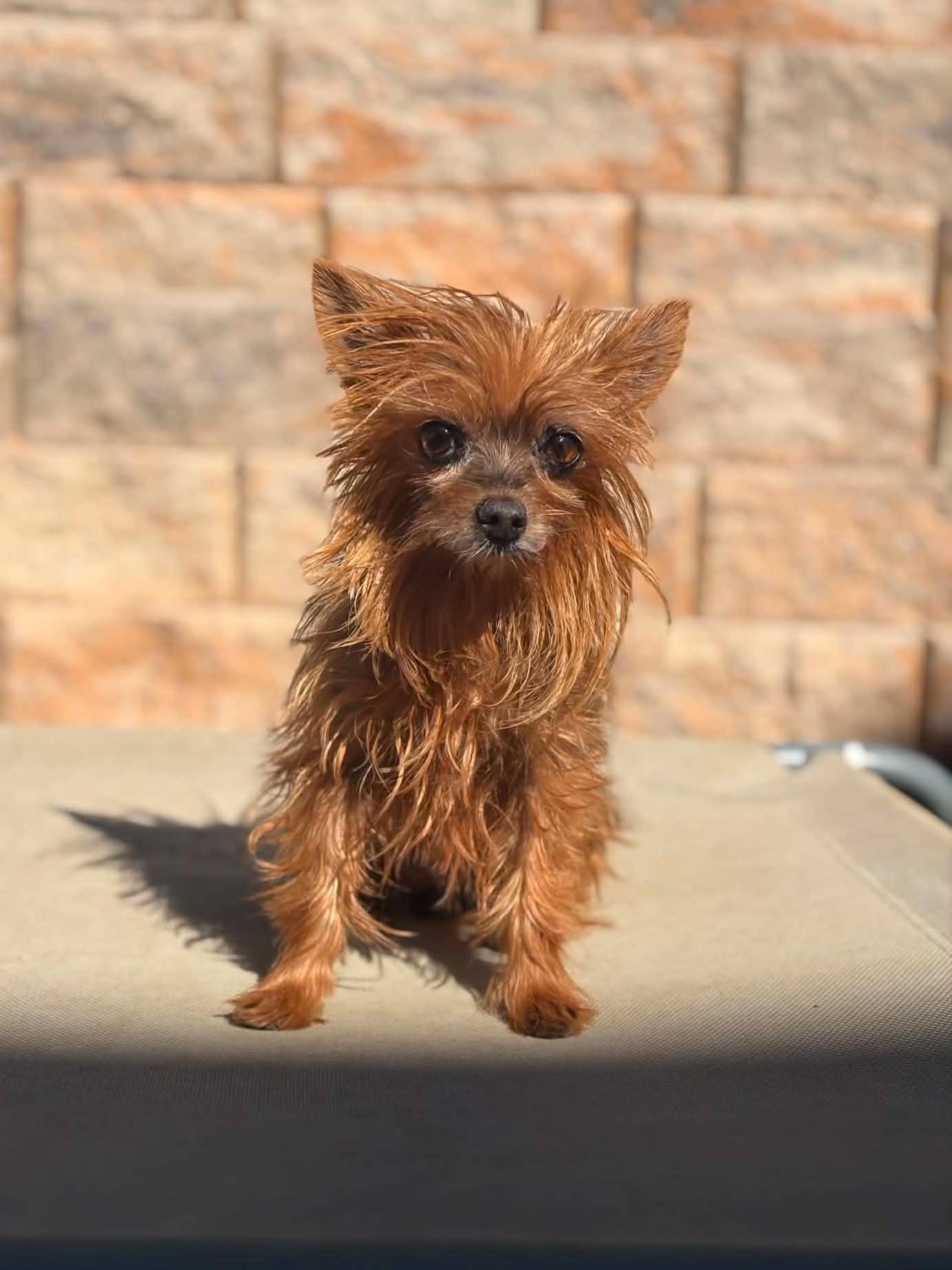 Enlarge Sweet Potato, a Adopted Yorkshire Terrier in Las Vegas, NV image 2/3