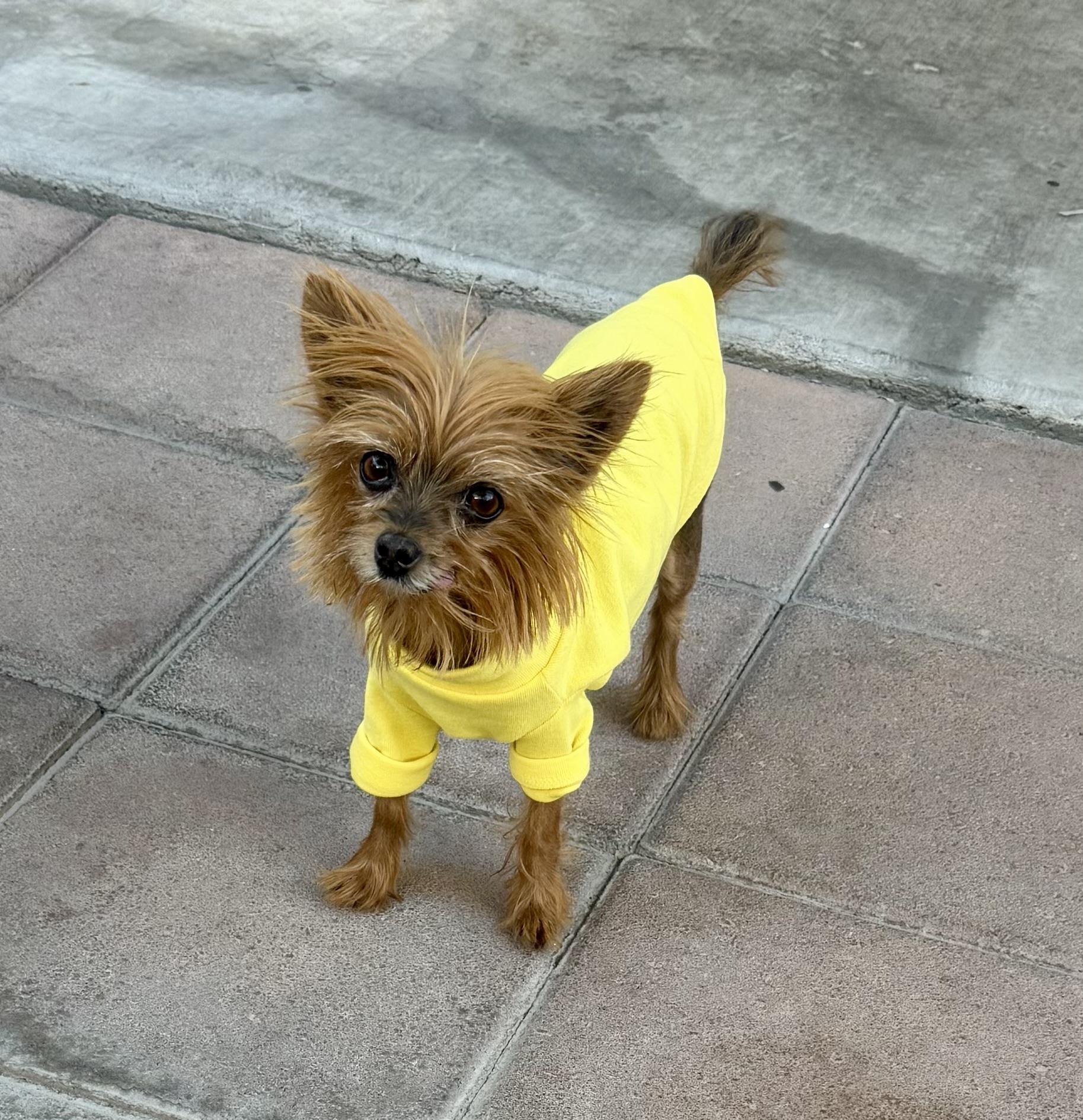 Sweet Potato, Adopted, Adult Female Yorkshire Terrier.