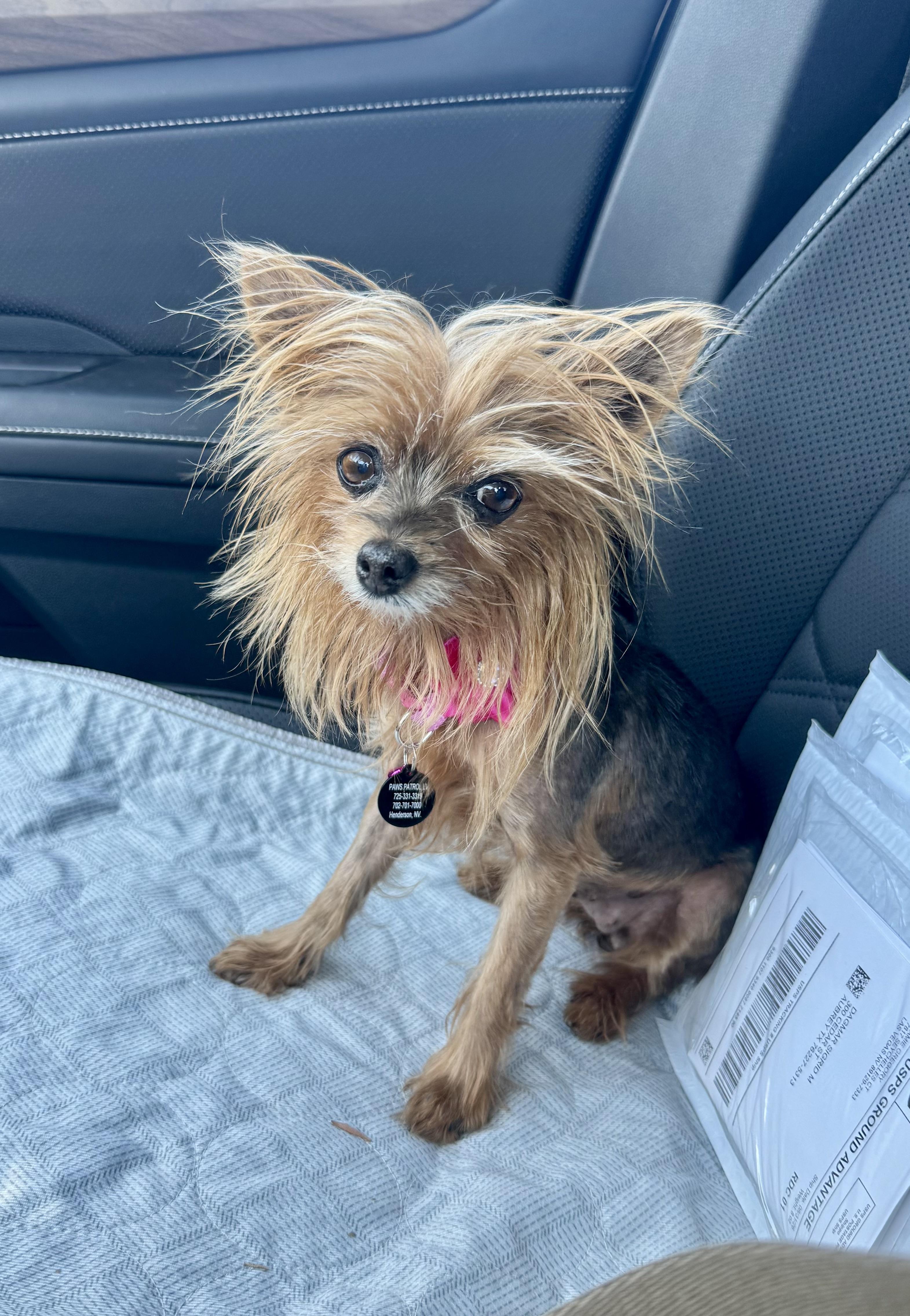 Enlarge Sweet Potato, a Adopted Yorkshire Terrier in Las Vegas, NV image 3/3