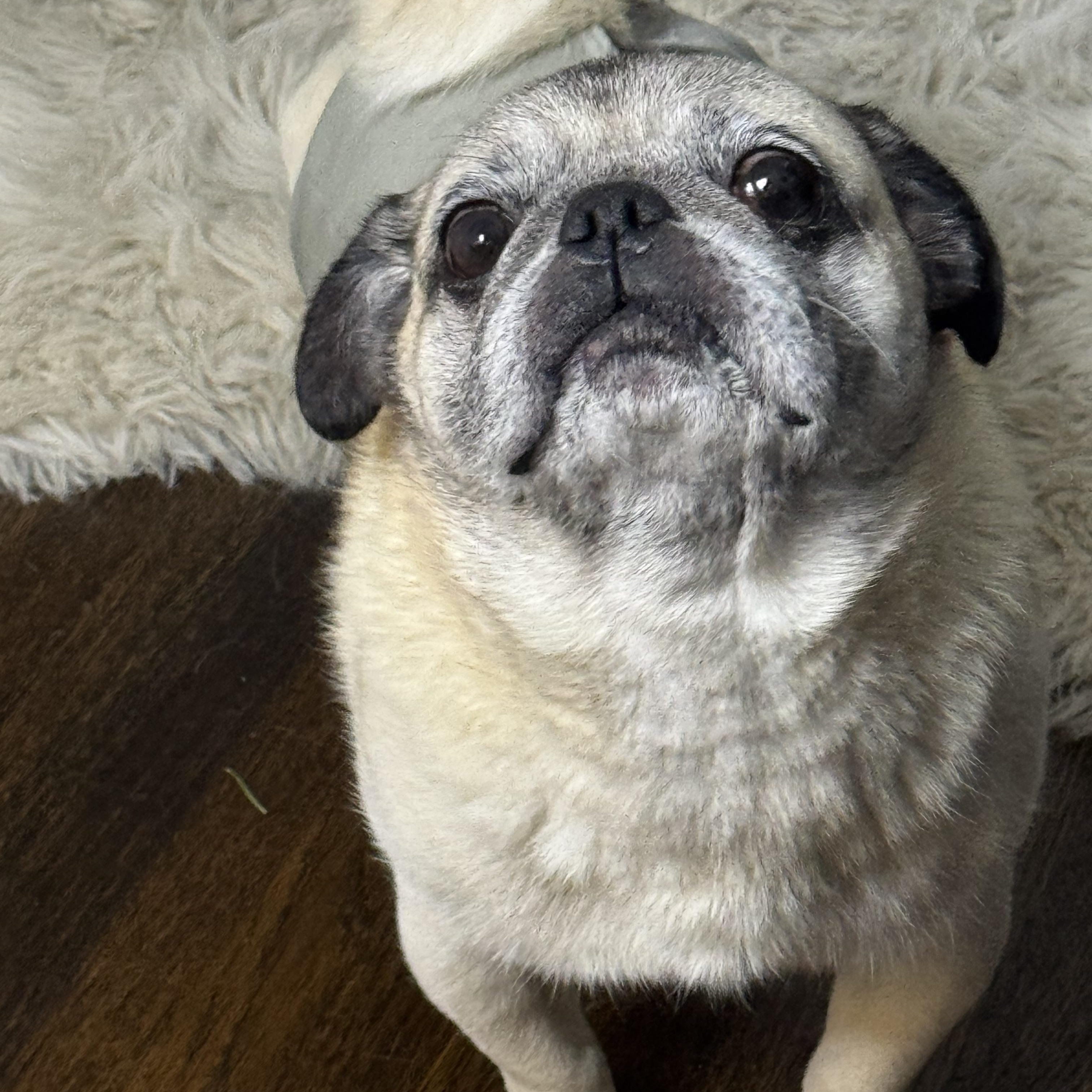 Enlarge Mr. Pickles, a ADOPTABLE Pug in West Hollywood, CA image 6/6