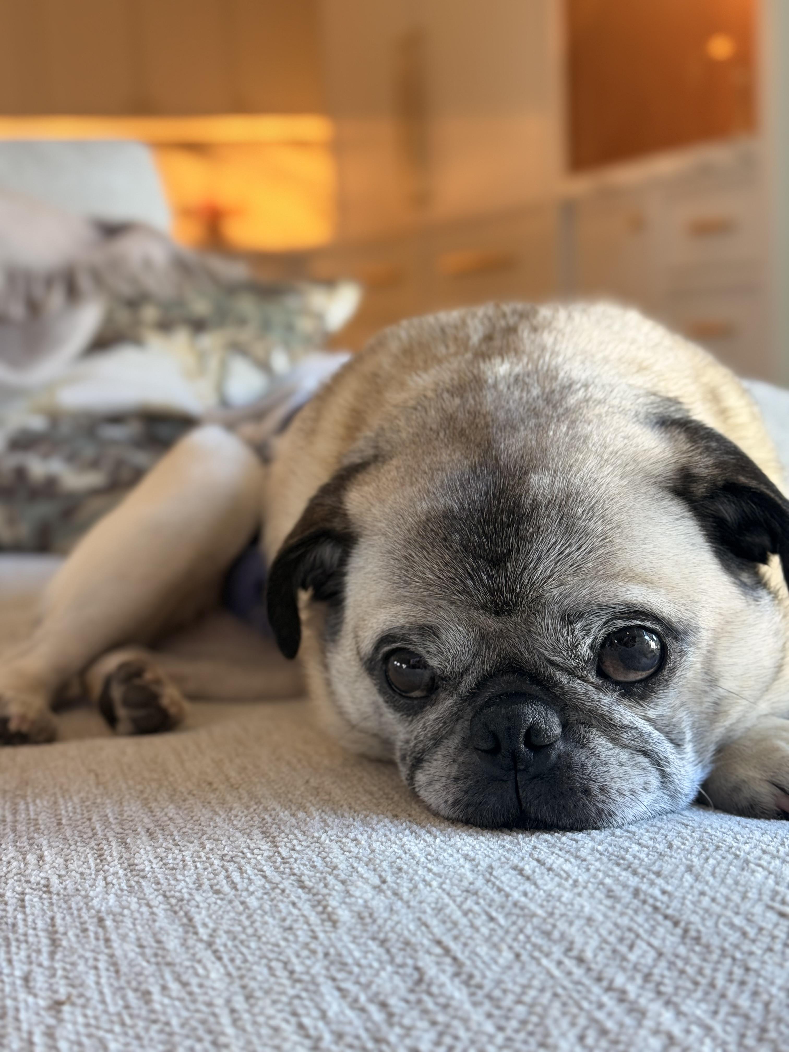 Enlarge Mr. Pickles, a ADOPTABLE Pug in West Hollywood, CA image 5/6