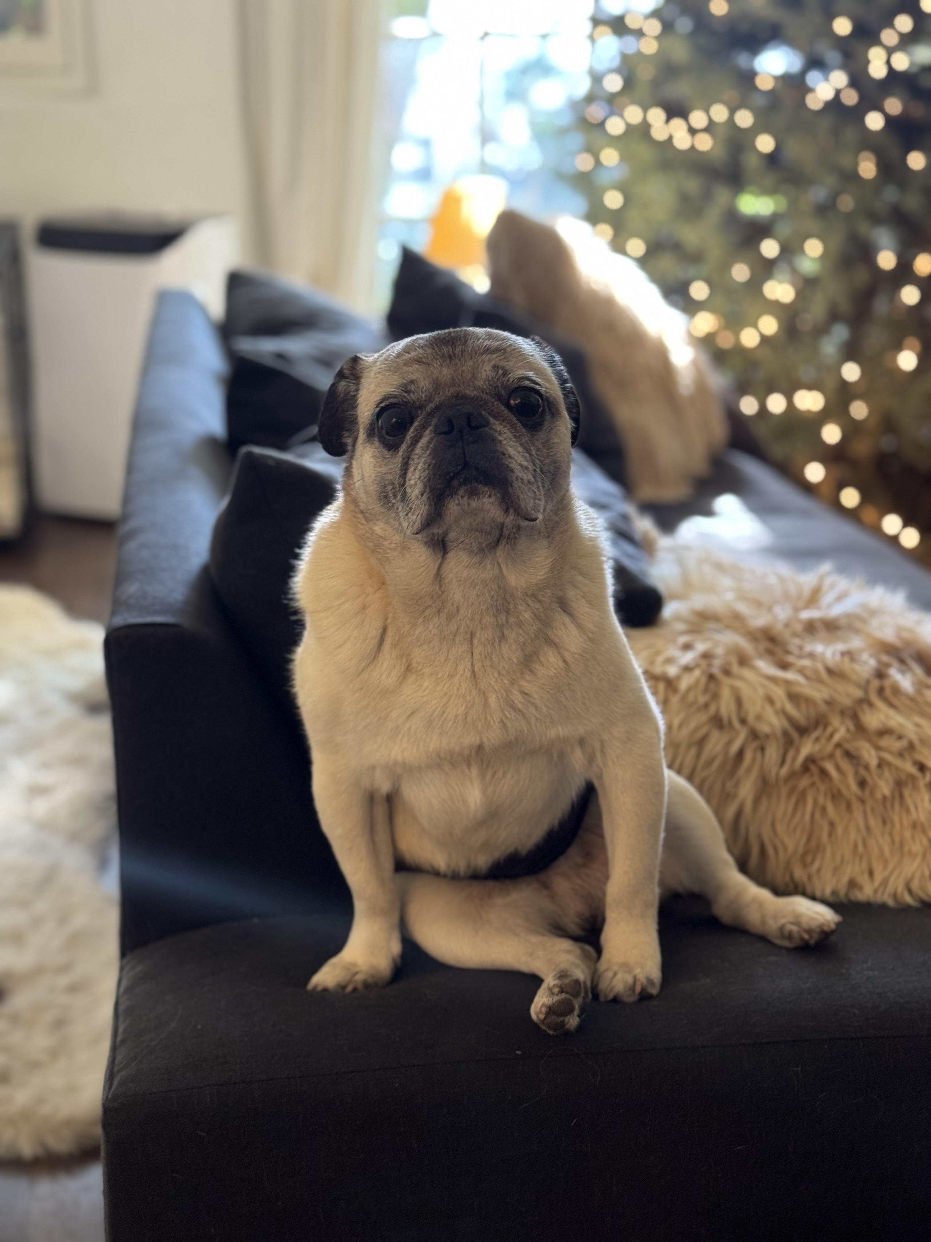 Enlarge Mr. Pickles, a ADOPTABLE Pug in West Hollywood, CA image 3/6