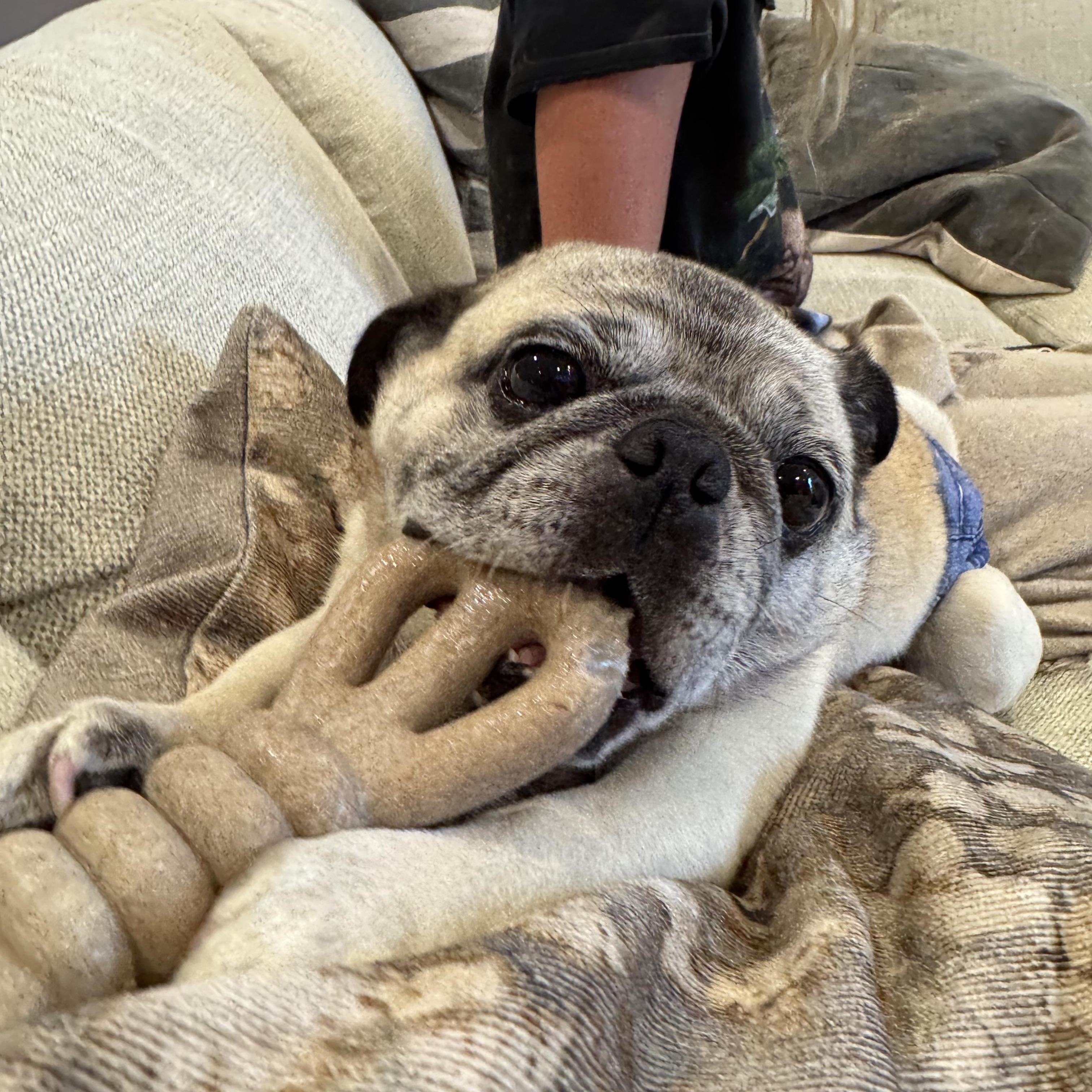 Enlarge Mr. Pickles, a ADOPTABLE Pug in West Hollywood, CA image 2/6