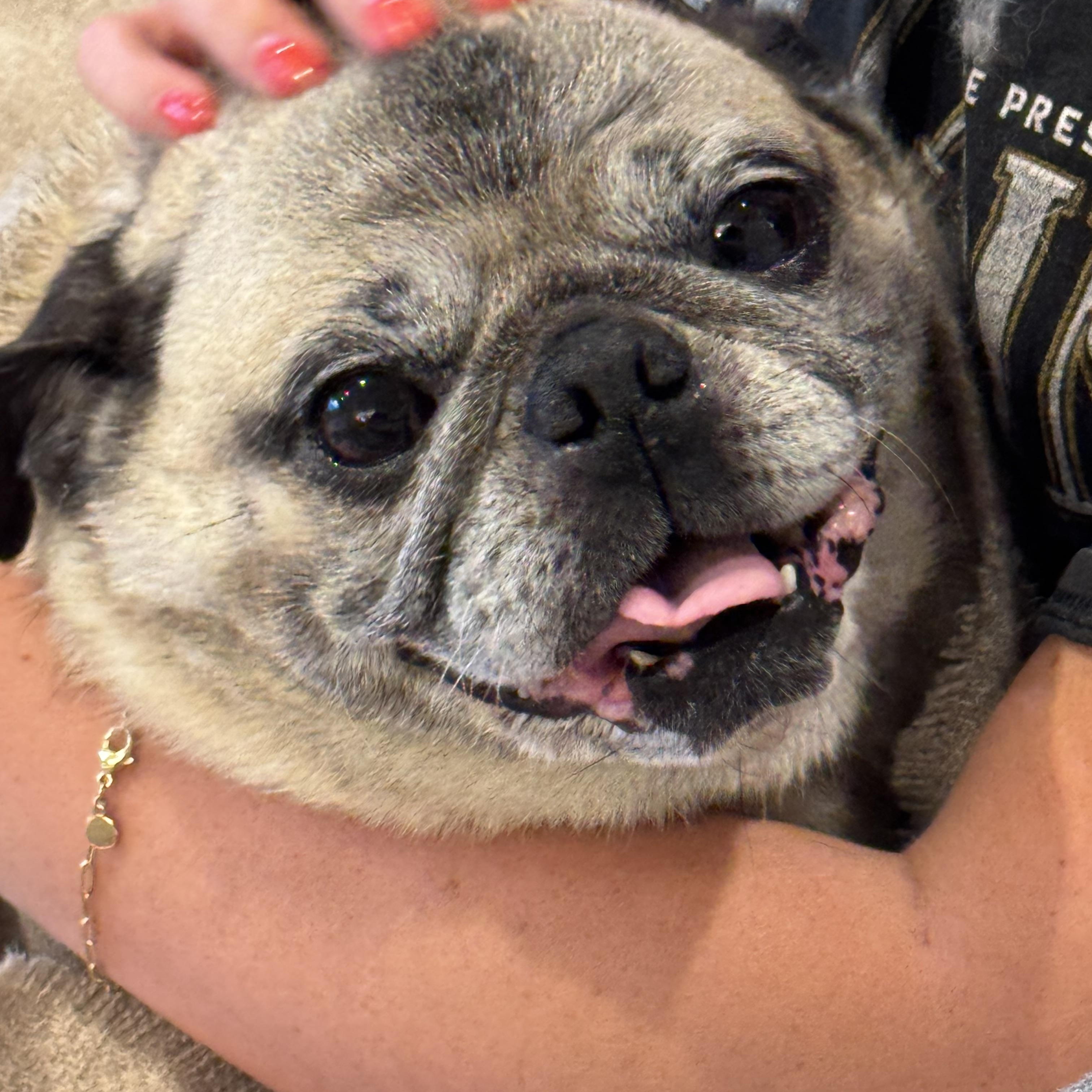 Enlarge Mr. Pickles, a ADOPTABLE Pug in West Hollywood, CA image 4/6