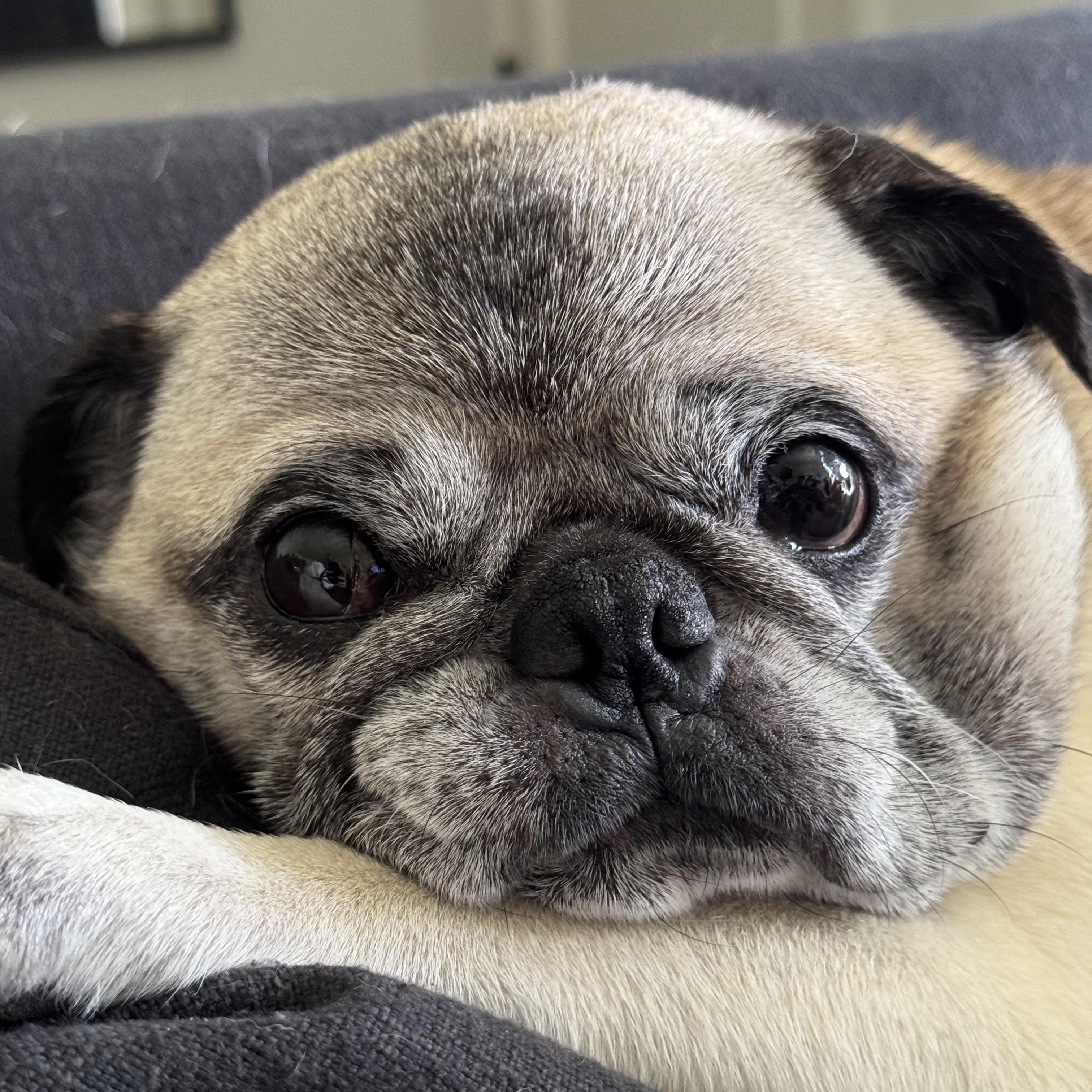 Enlarge Mr. Pickles, a ADOPTABLE Pug in West Hollywood, CA image 1/6