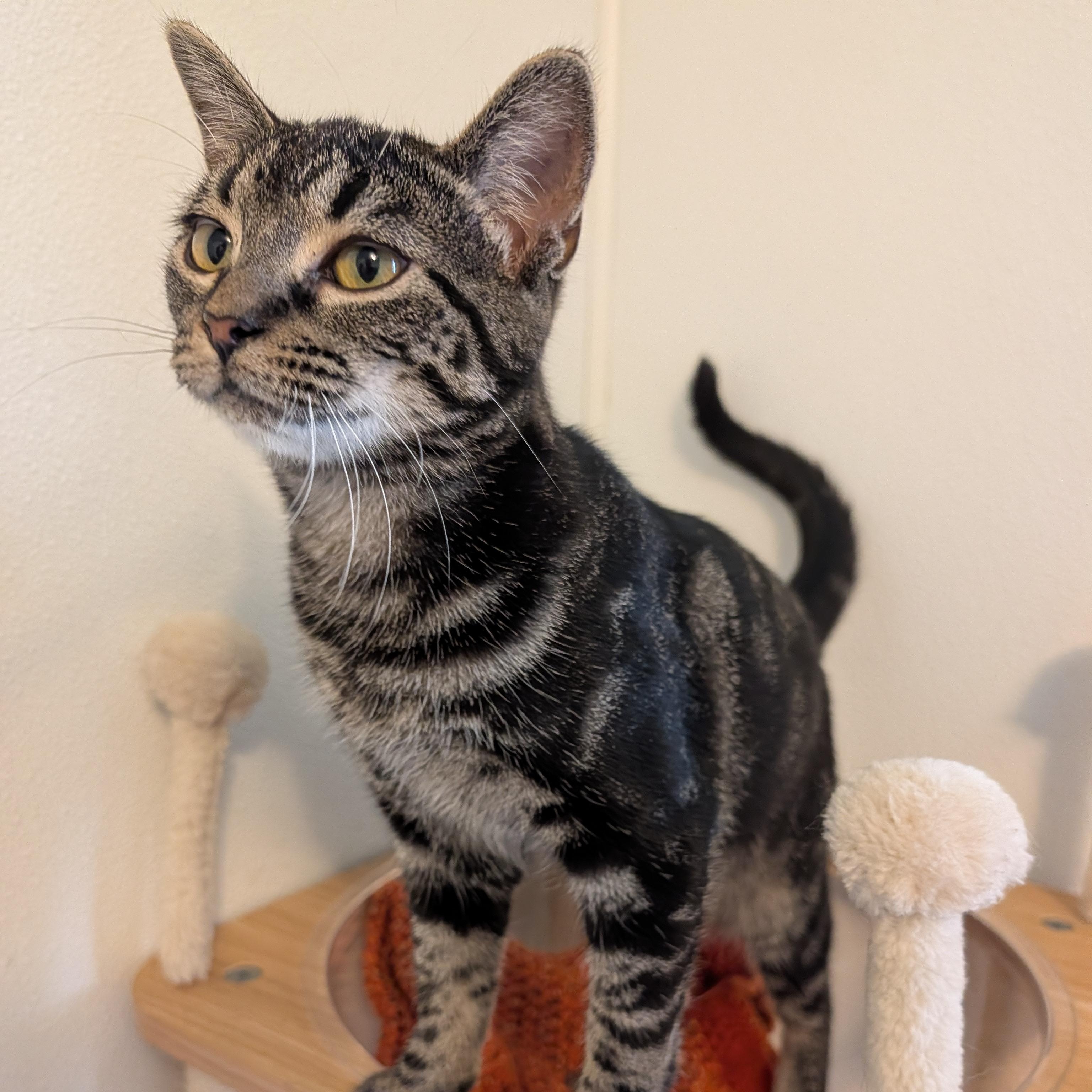 Smiley, Adopted, Young Female Domestic Short Hair.