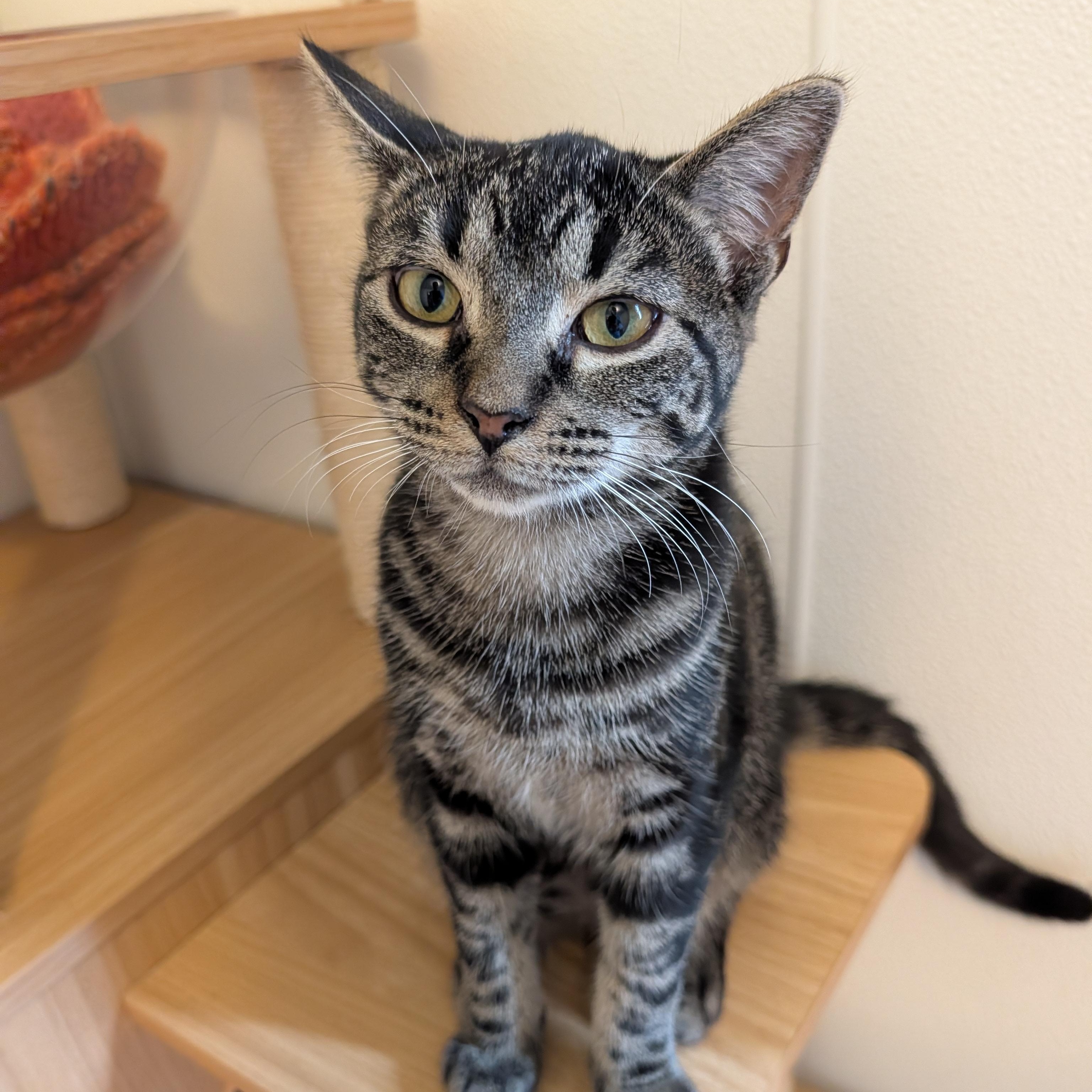 Enlarge Smiley, a Adopted Domestic Short Hair in Manistique, MI image 2/3