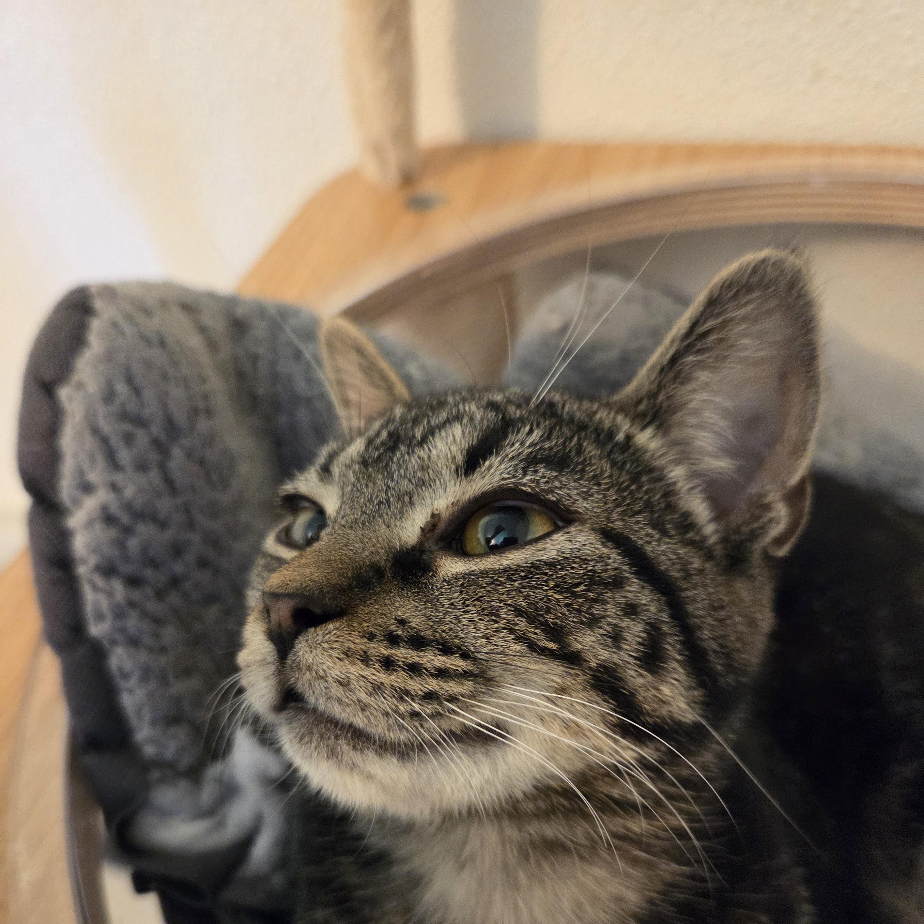 Enlarge Smiley, a Adopted Domestic Short Hair in Manistique, MI image 3/3
