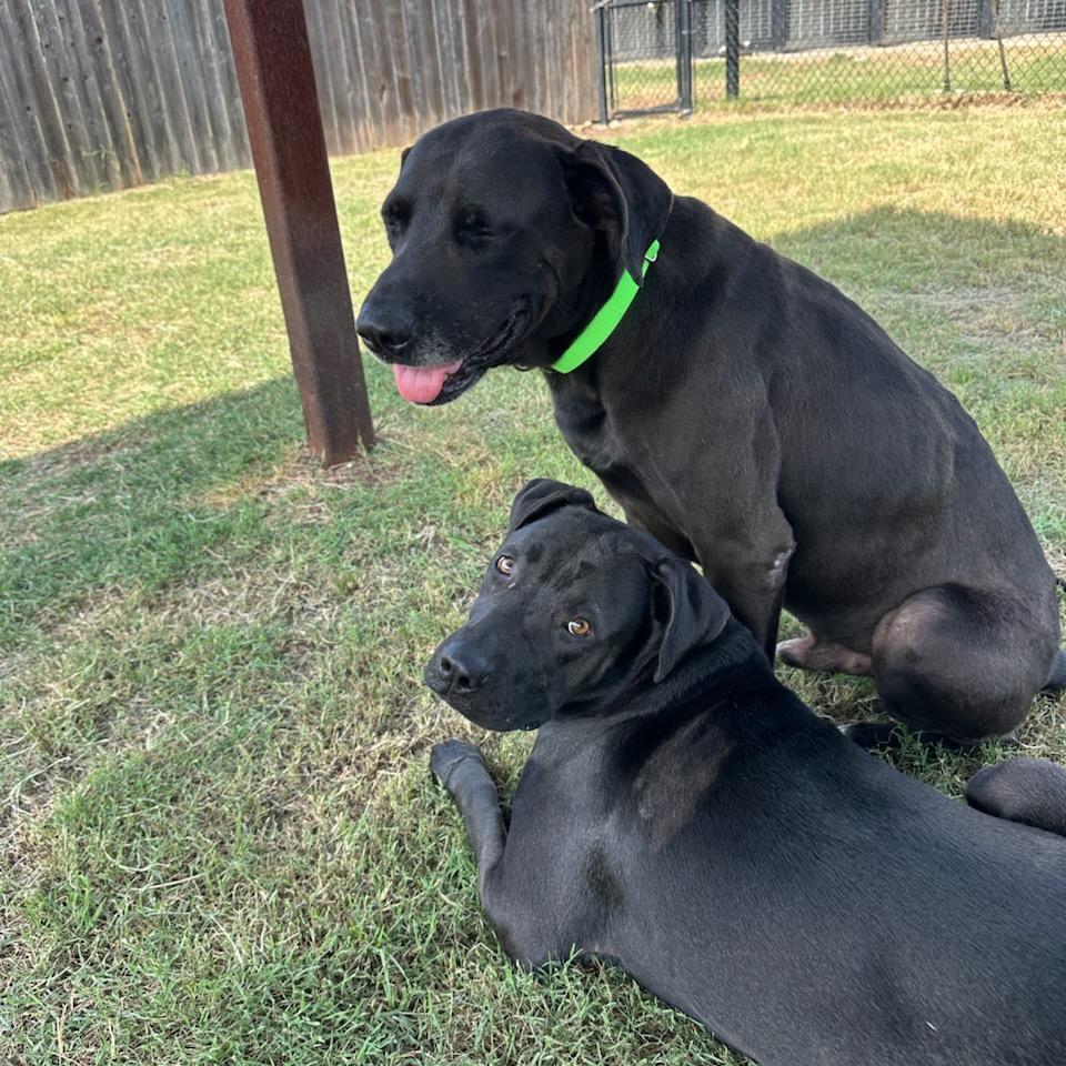Nico, Adoptable, Adult Male Black Labrador Retriever & Mixed Breed.