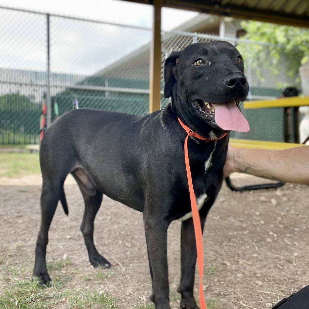 Enlarge Nico, a Adoptable mixed breed in Wimberley, TX image 2/6