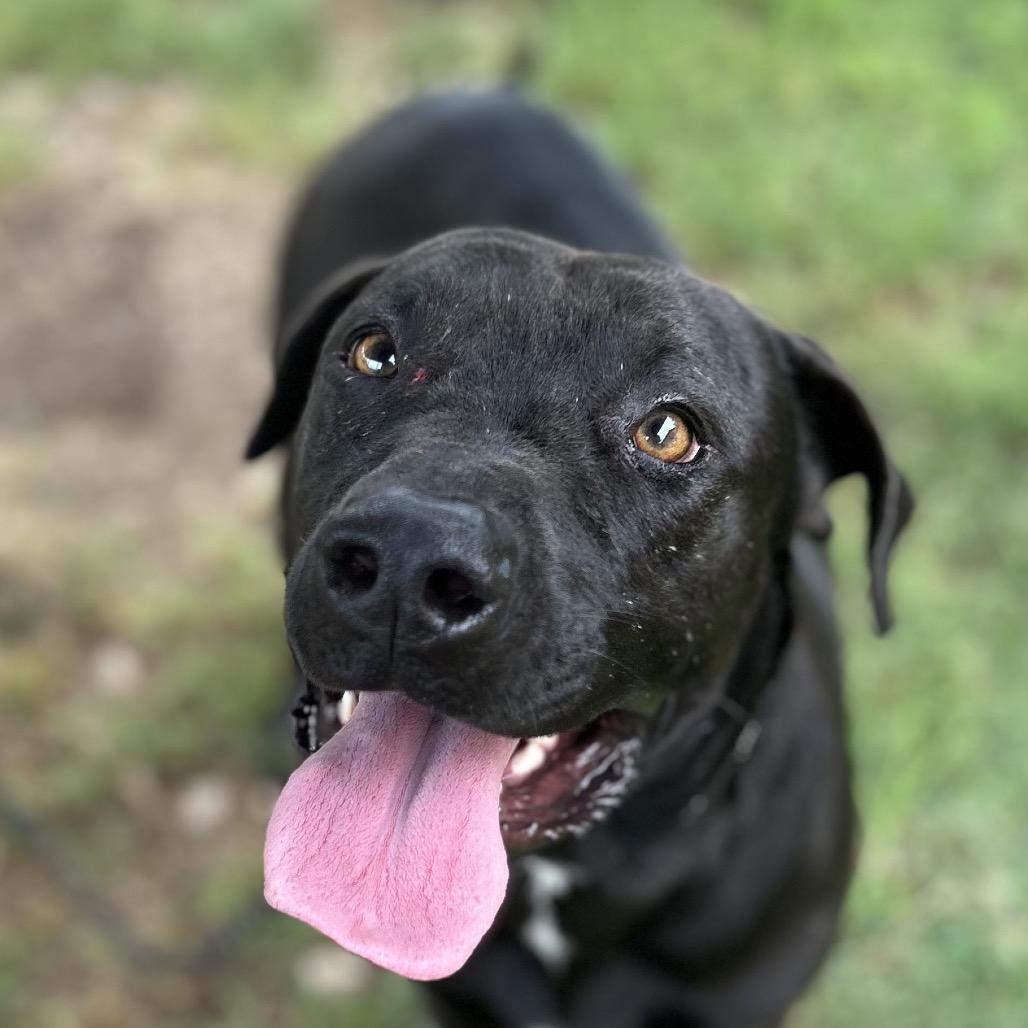Enlarge Nico, a Adoptable mixed breed in Wimberley, TX image 3/6