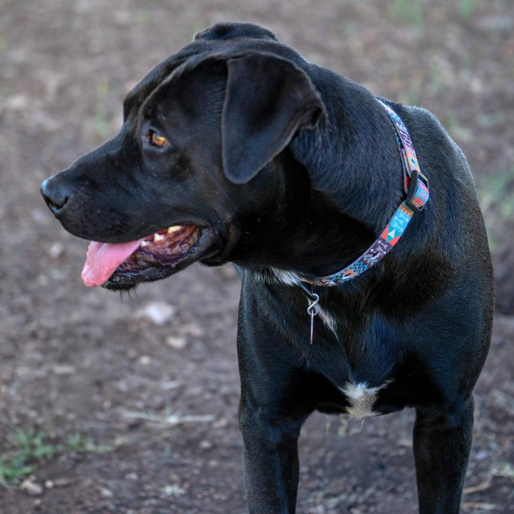 Enlarge Nico, a Adoptable mixed breed in Wimberley, TX image 4/6