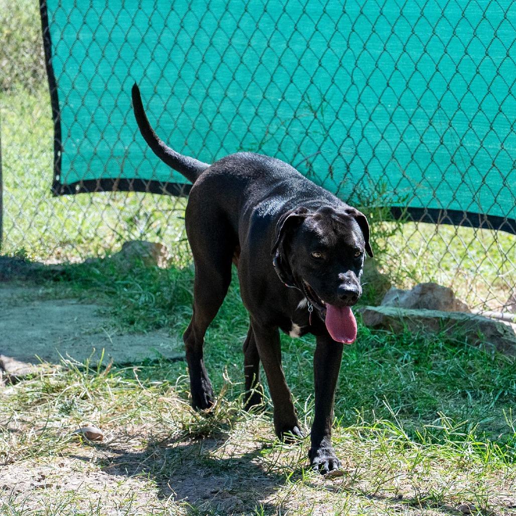 Enlarge Nico, a Adoptable mixed breed in Wimberley, TX image 5/6
