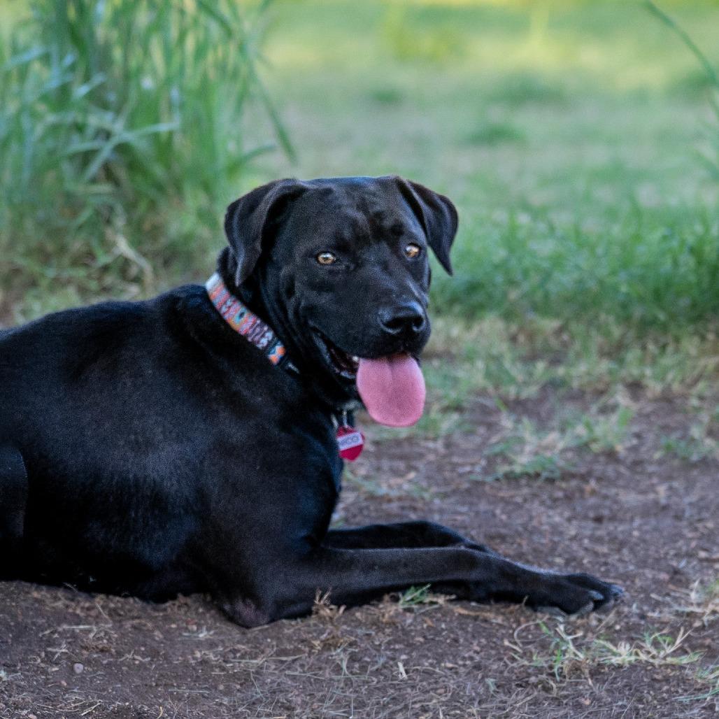 Enlarge Nico, a Adoptable mixed breed in Wimberley, TX image 6/6