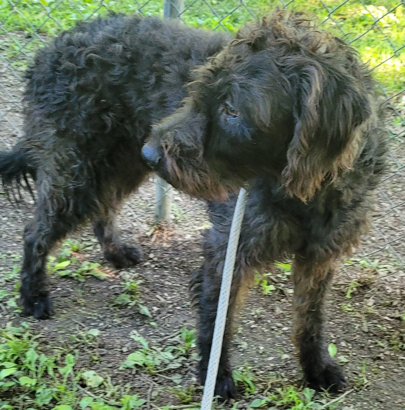 Enlarge Patrick 11, a ADOPTABLE mixed breed in Killingworth, CT image 5/6